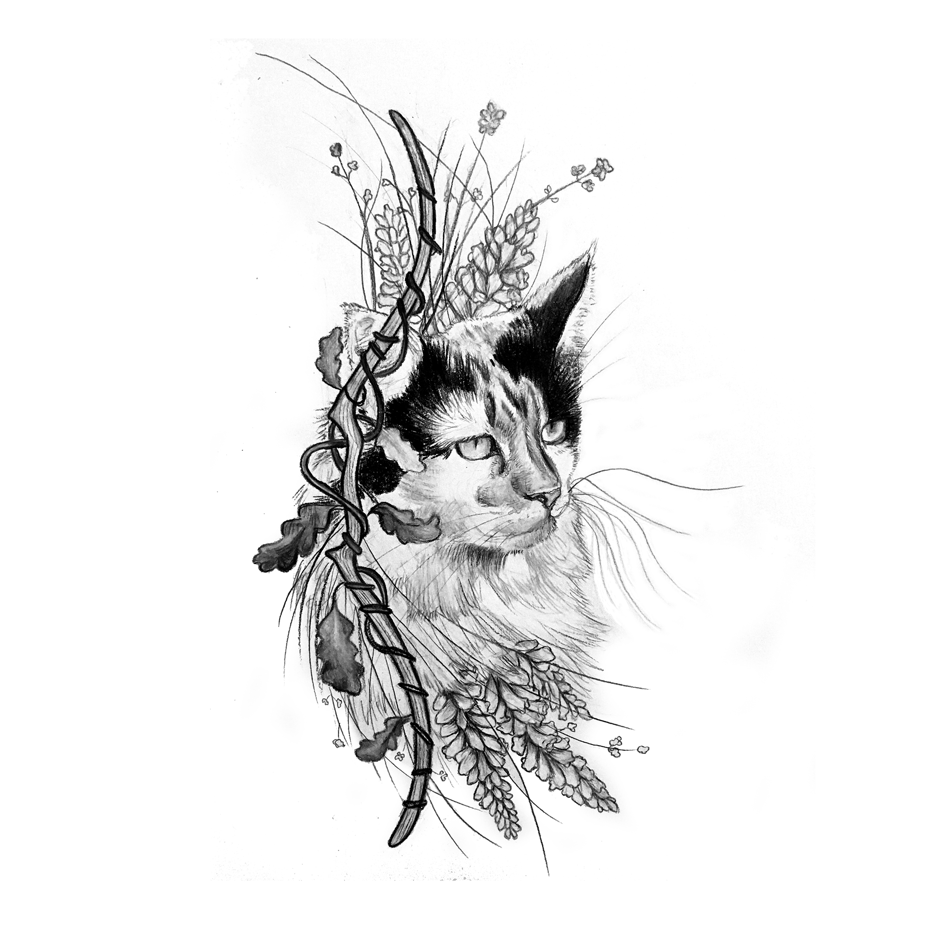 Archer the Cat Tattoo. Color pencil and graphite