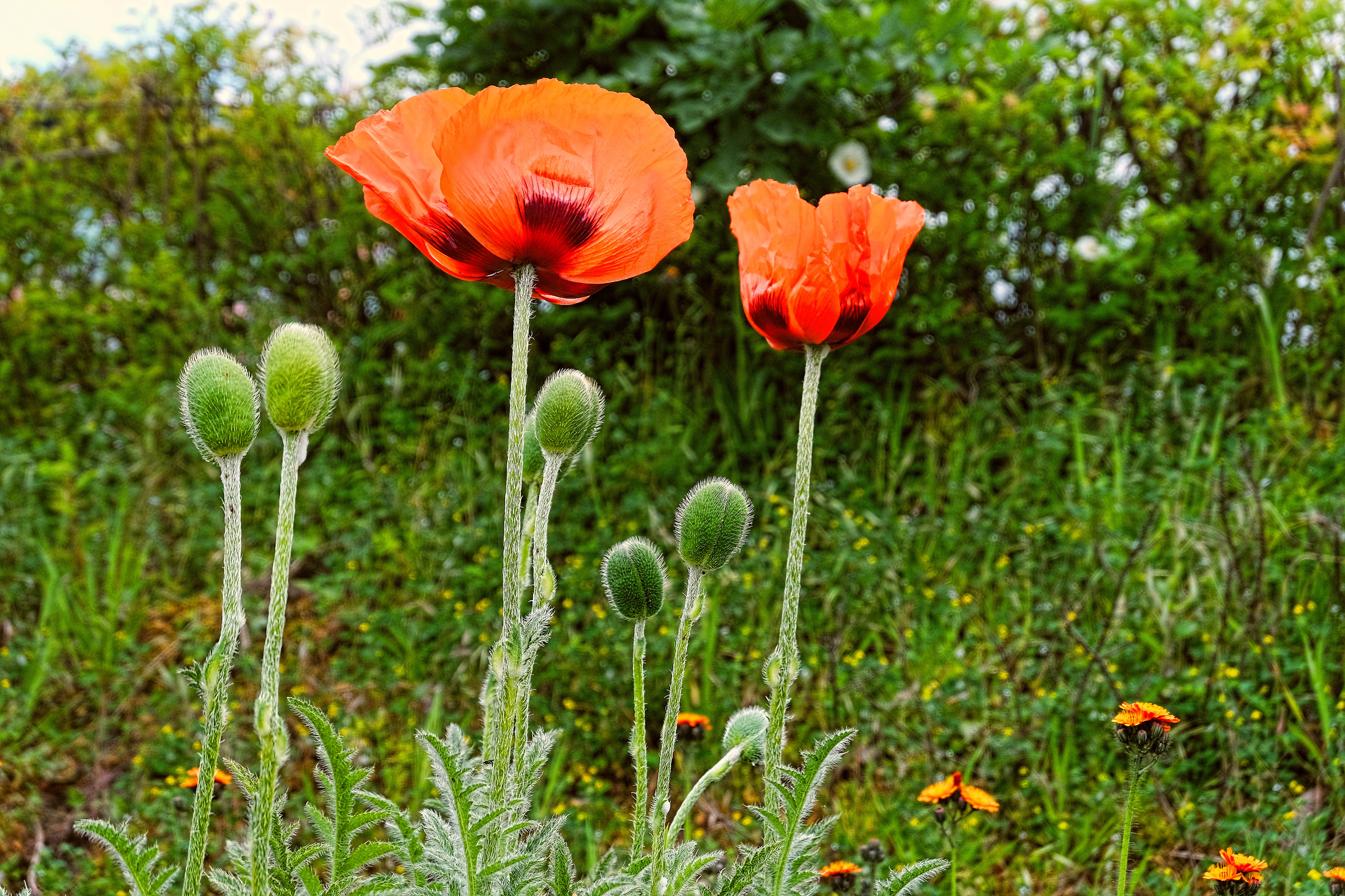 Poppies on the Roadside in Lancaster