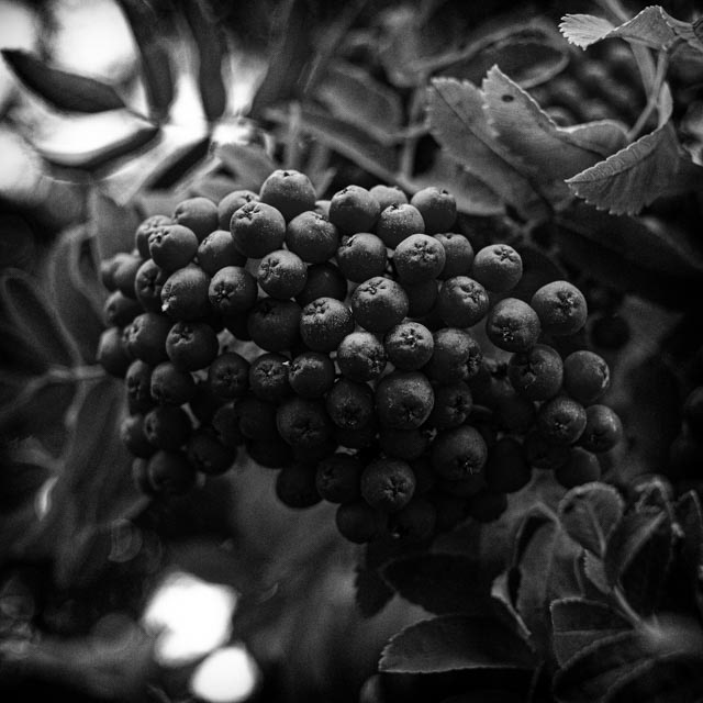 241/366 Fruit