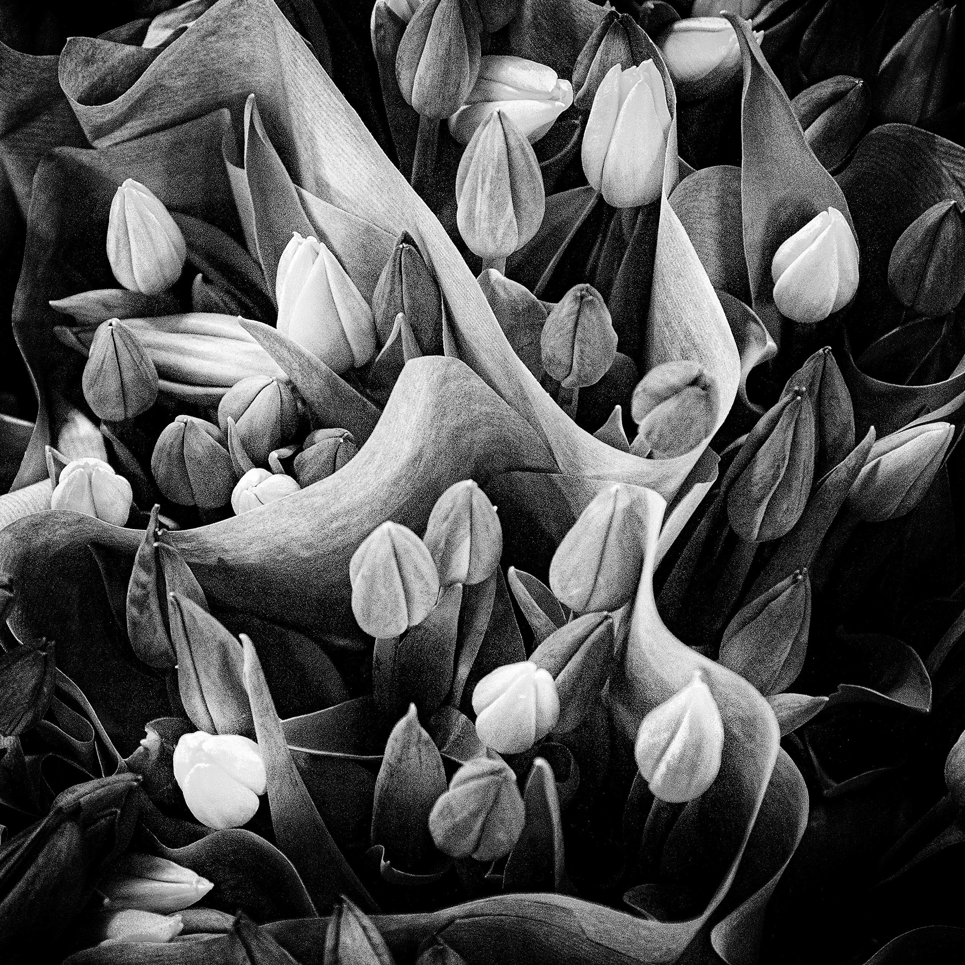 137/366 Tulips