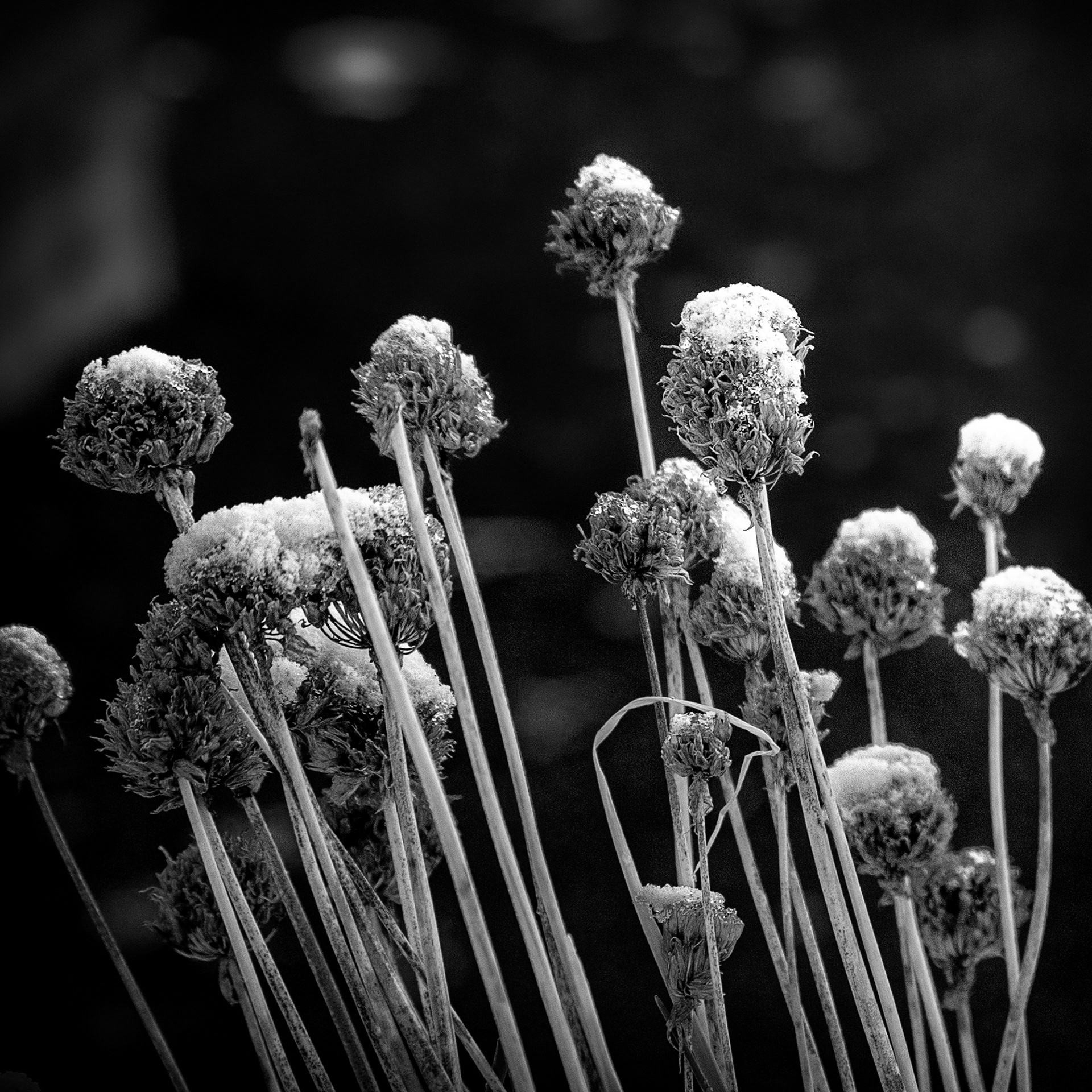 316/366 In the Garden