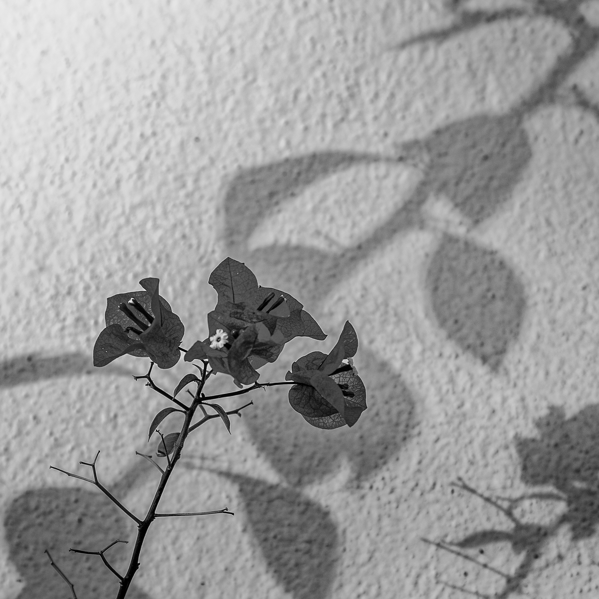 303/366 Bougainvillea, Study 2