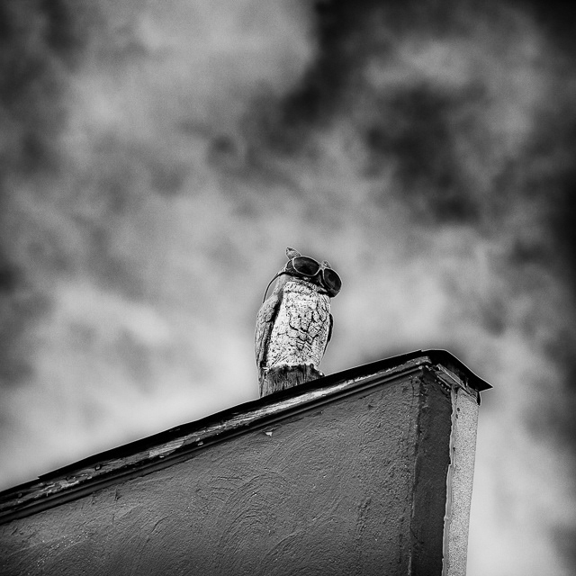 61/366 Looking for a Hootin' Time