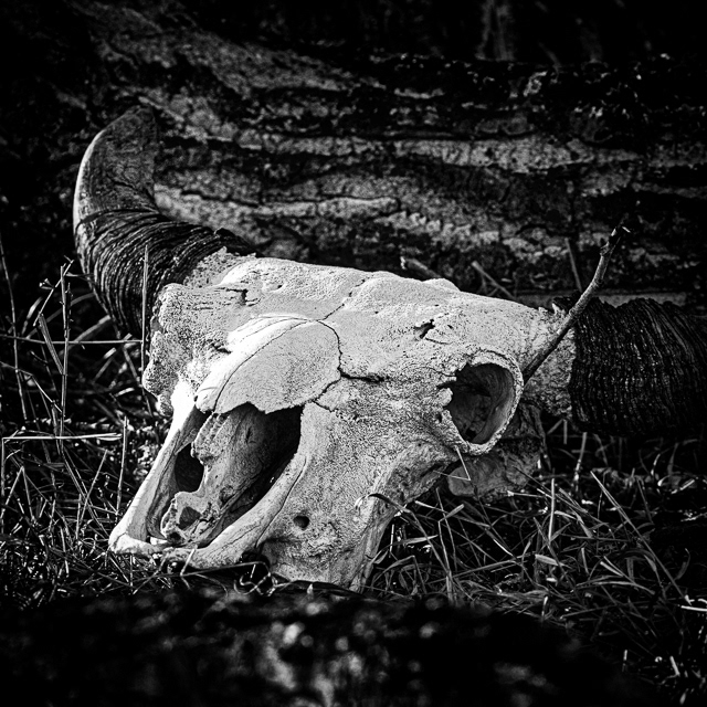 102/366 Memento mori