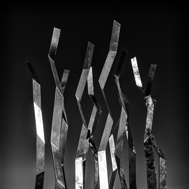 67/366 Grove of Light