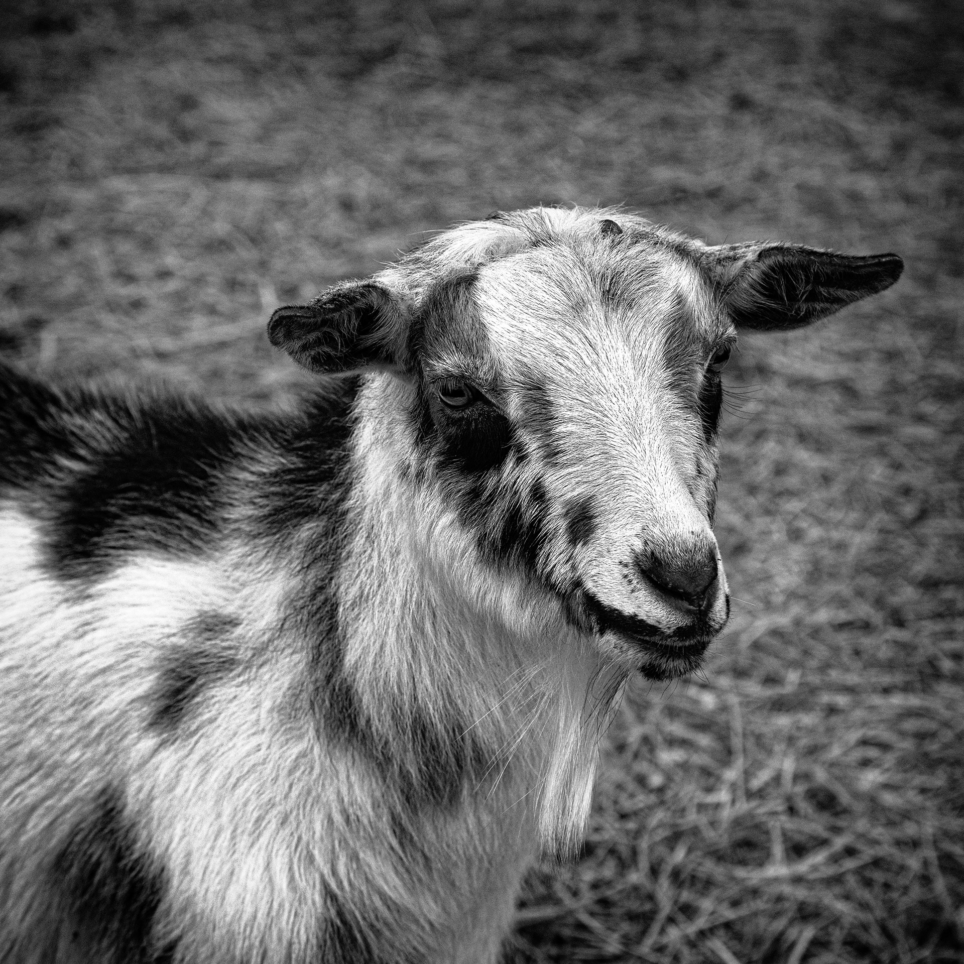 136/366 Pretty Girl, Study 2