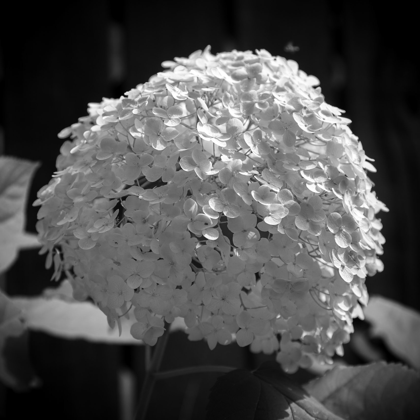 222/366 Hydrangea