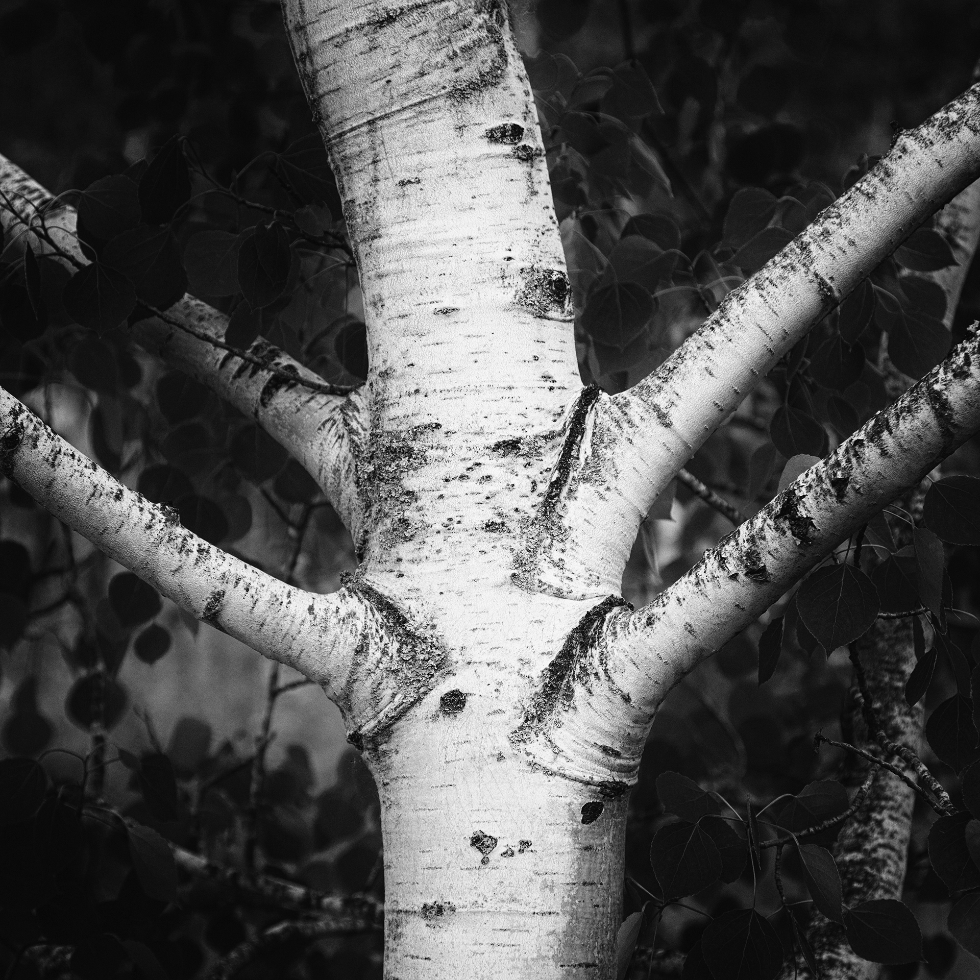 166/366 Bifurcations