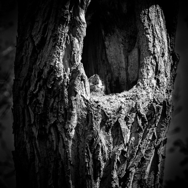 117/366 Call of the Wild