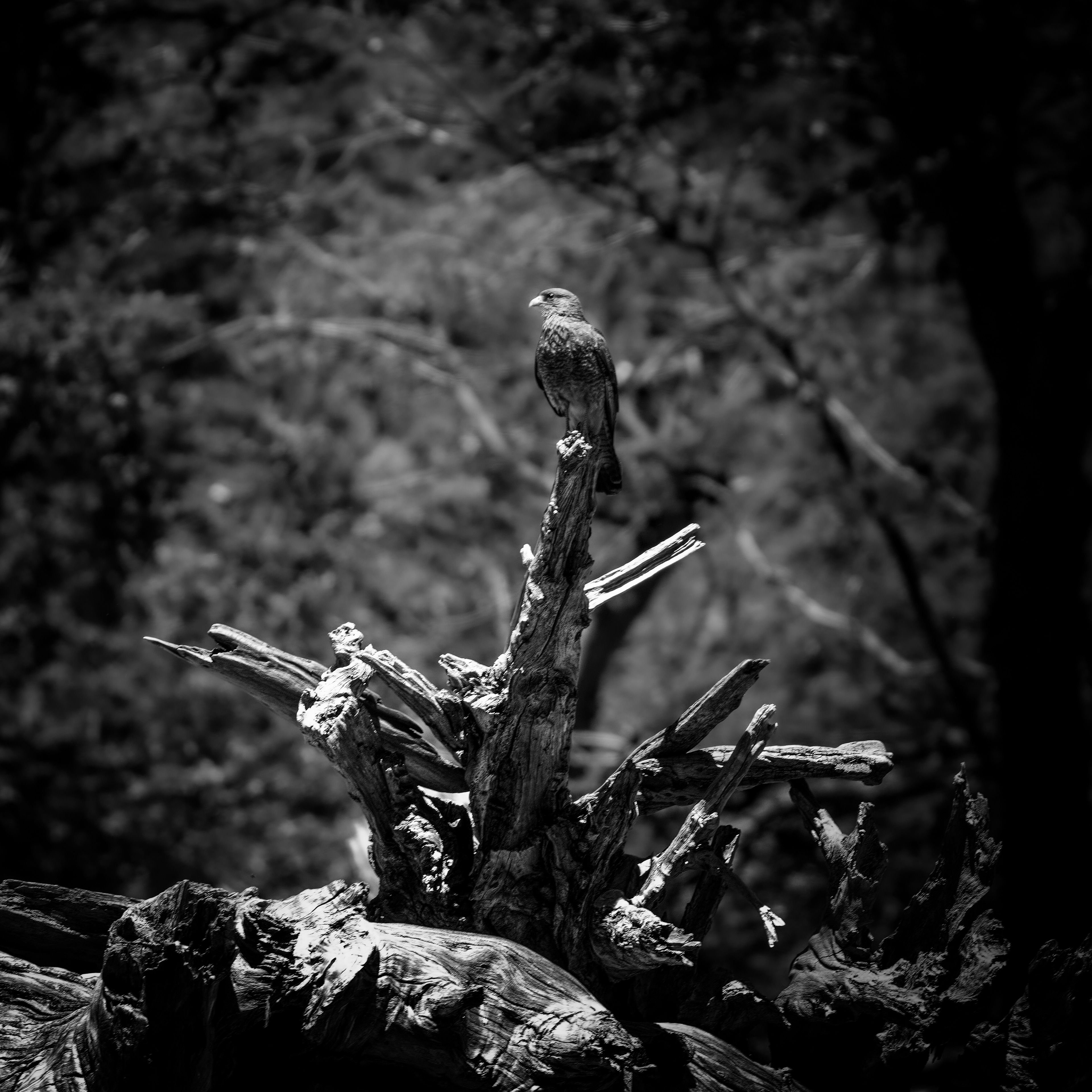 356/366 Chimango Caracara