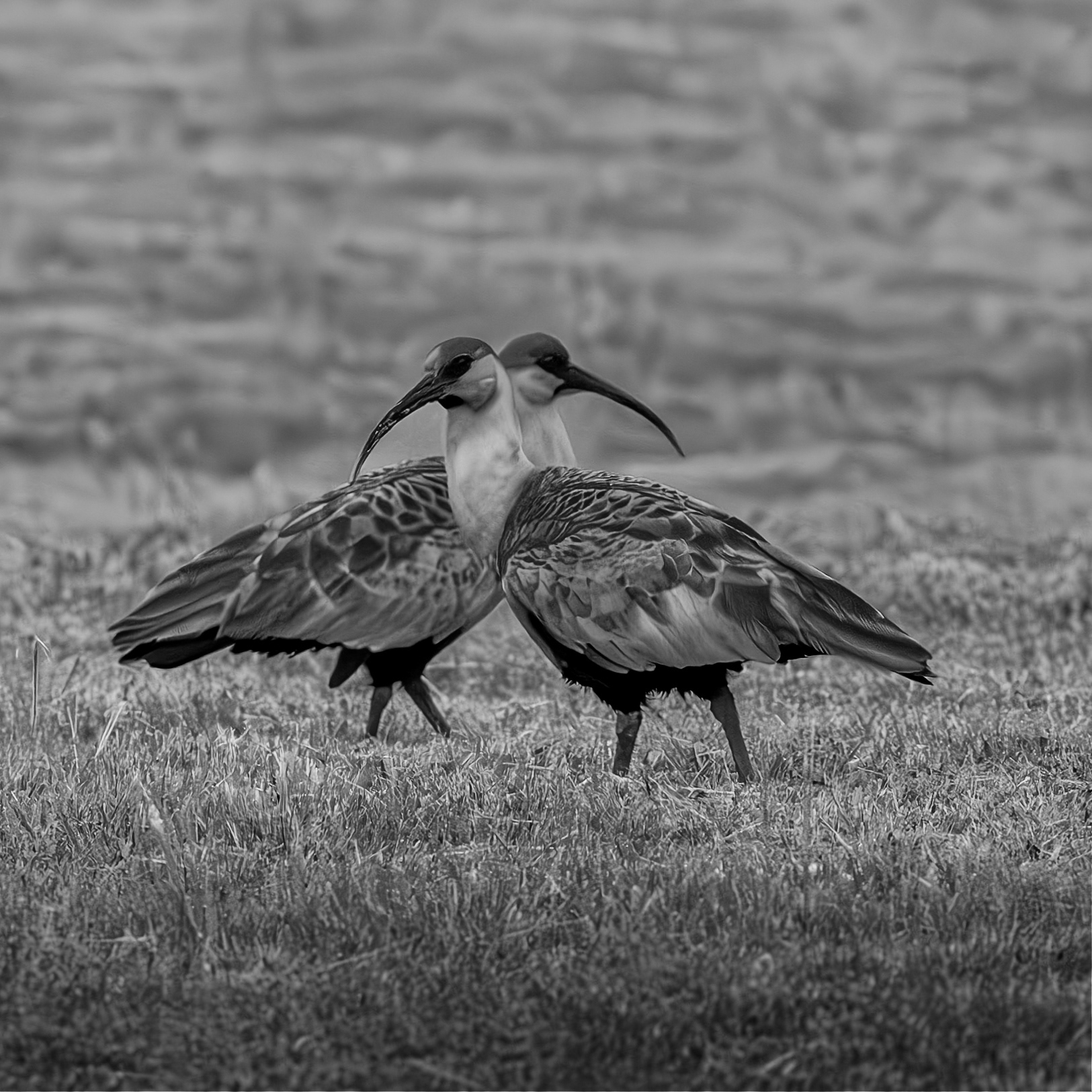 351/366 Las bandurrias