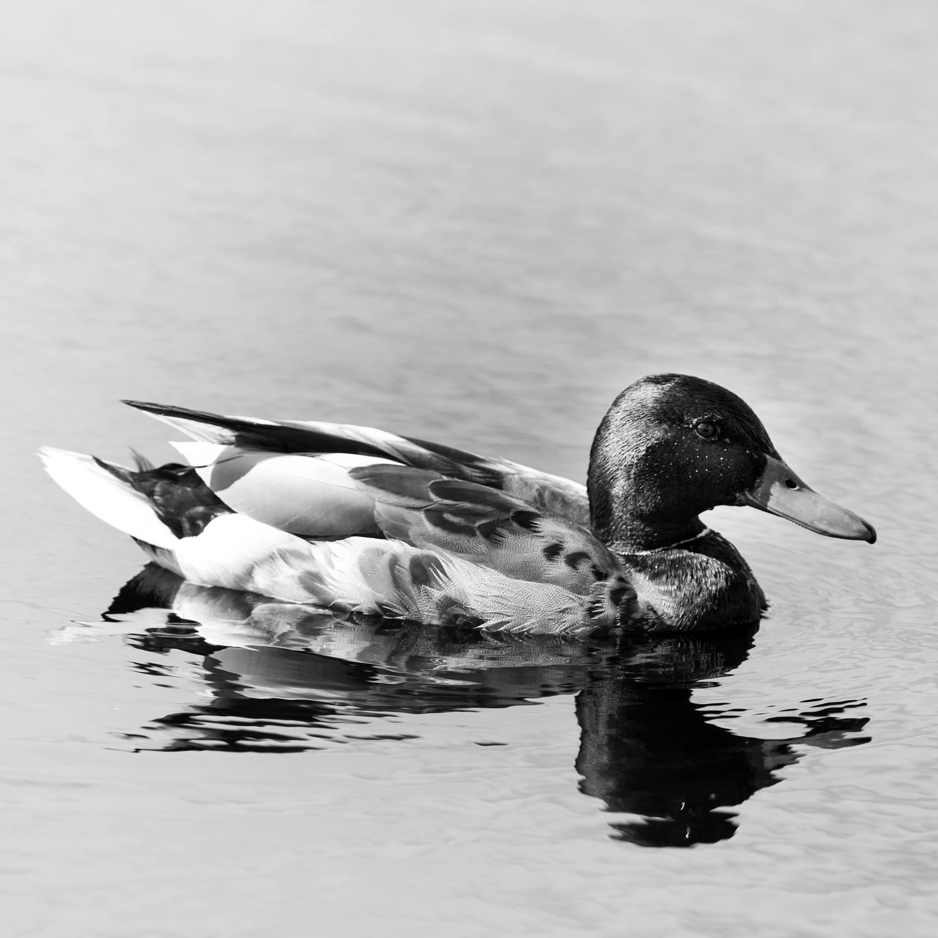 173/366 Lone Duck