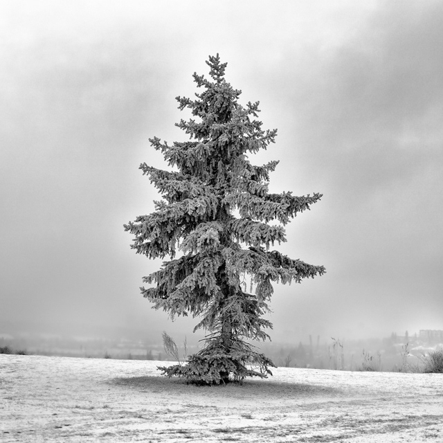 6/366 Lone Fir