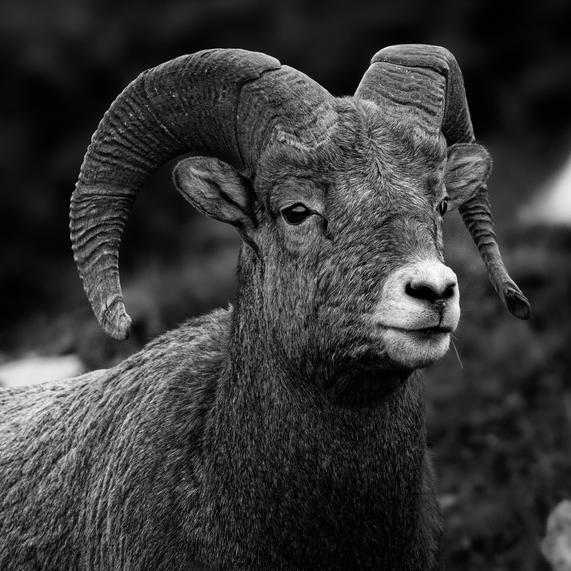 253/366 Ram, Study 2