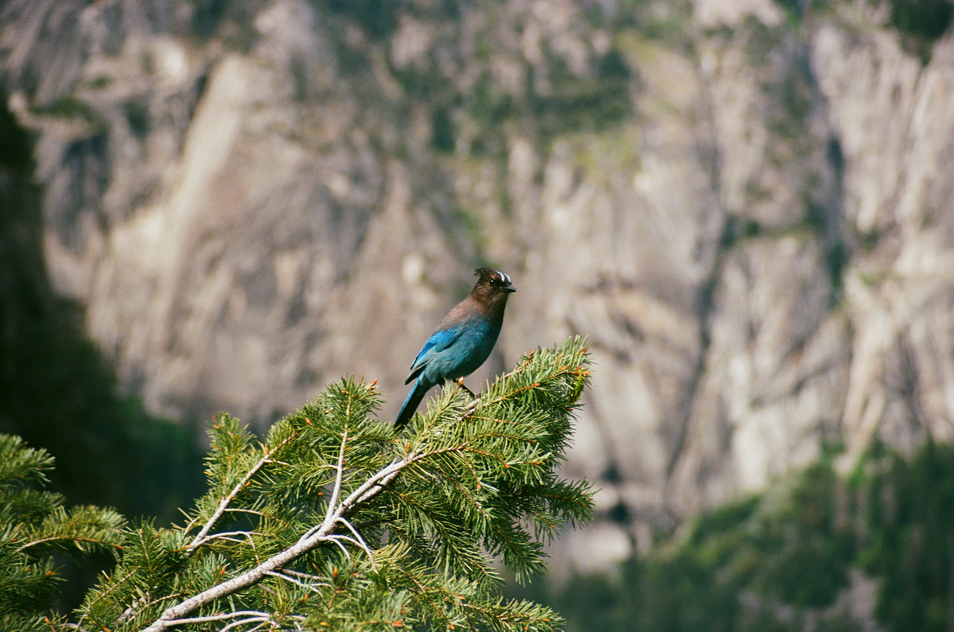 2026 Yosemite - Minolta A7, Ektar 100