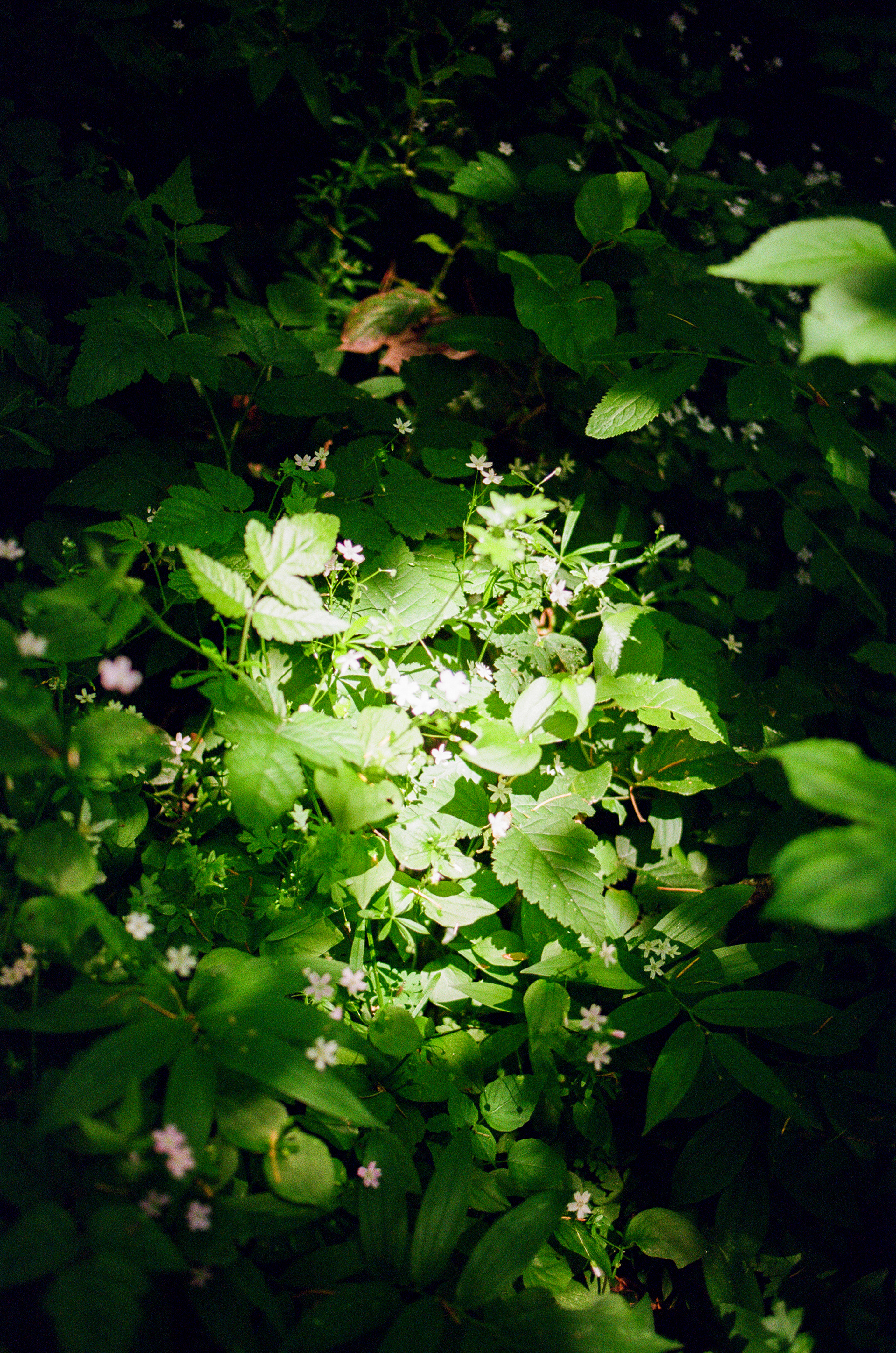 2025 Oregon - Minolta A7, Pro Image 100