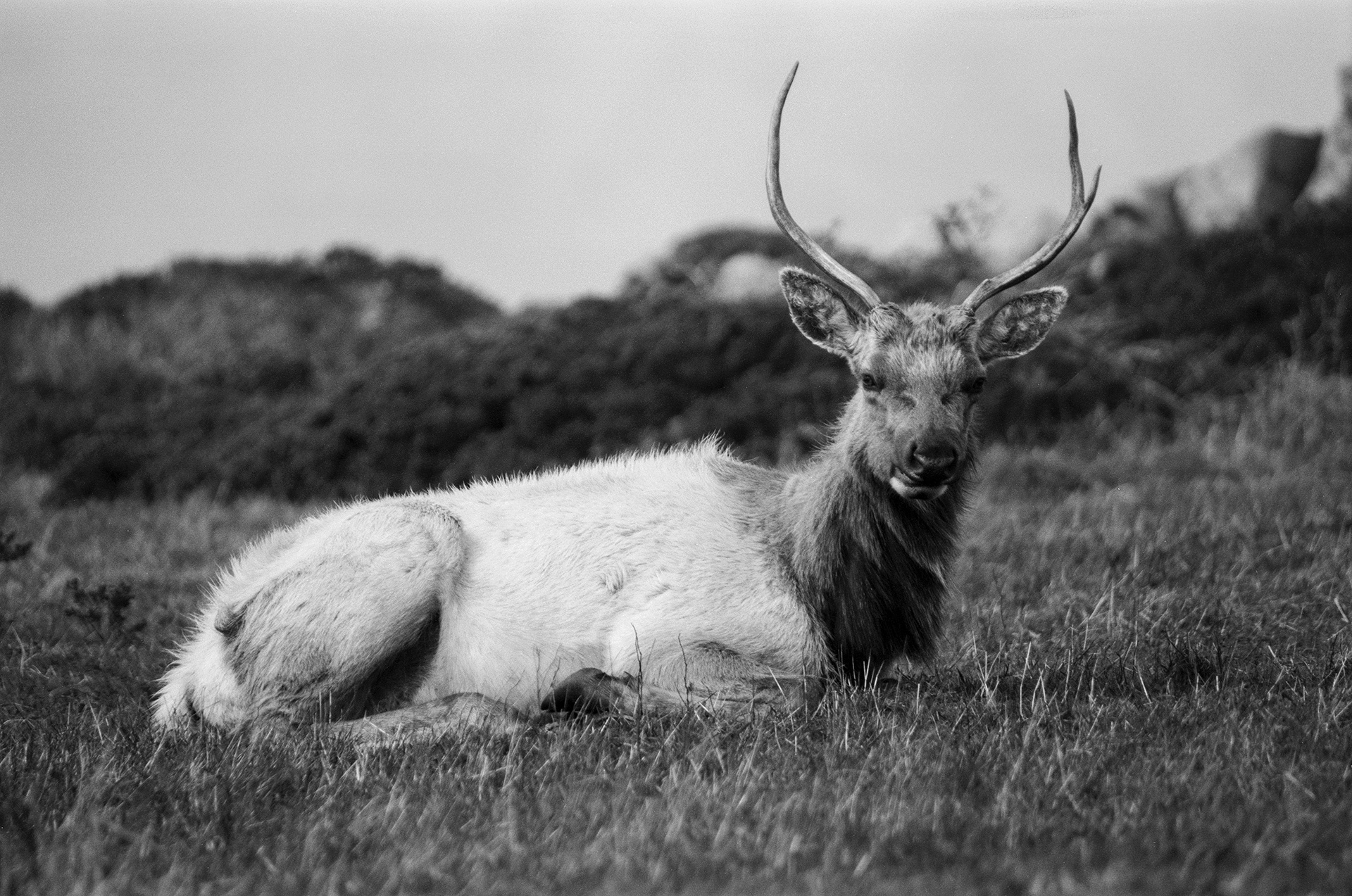 2023 - Minolta A7, Ilford KP4 Plus - Point Reyes