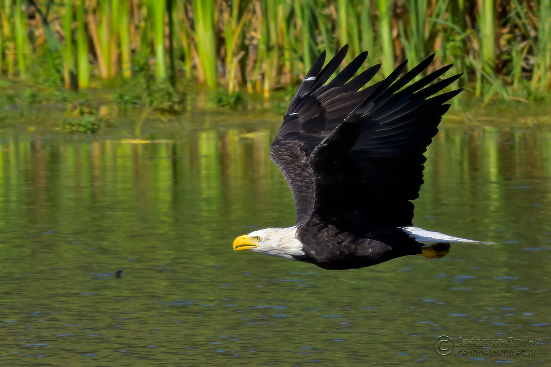 Bald Eagle 