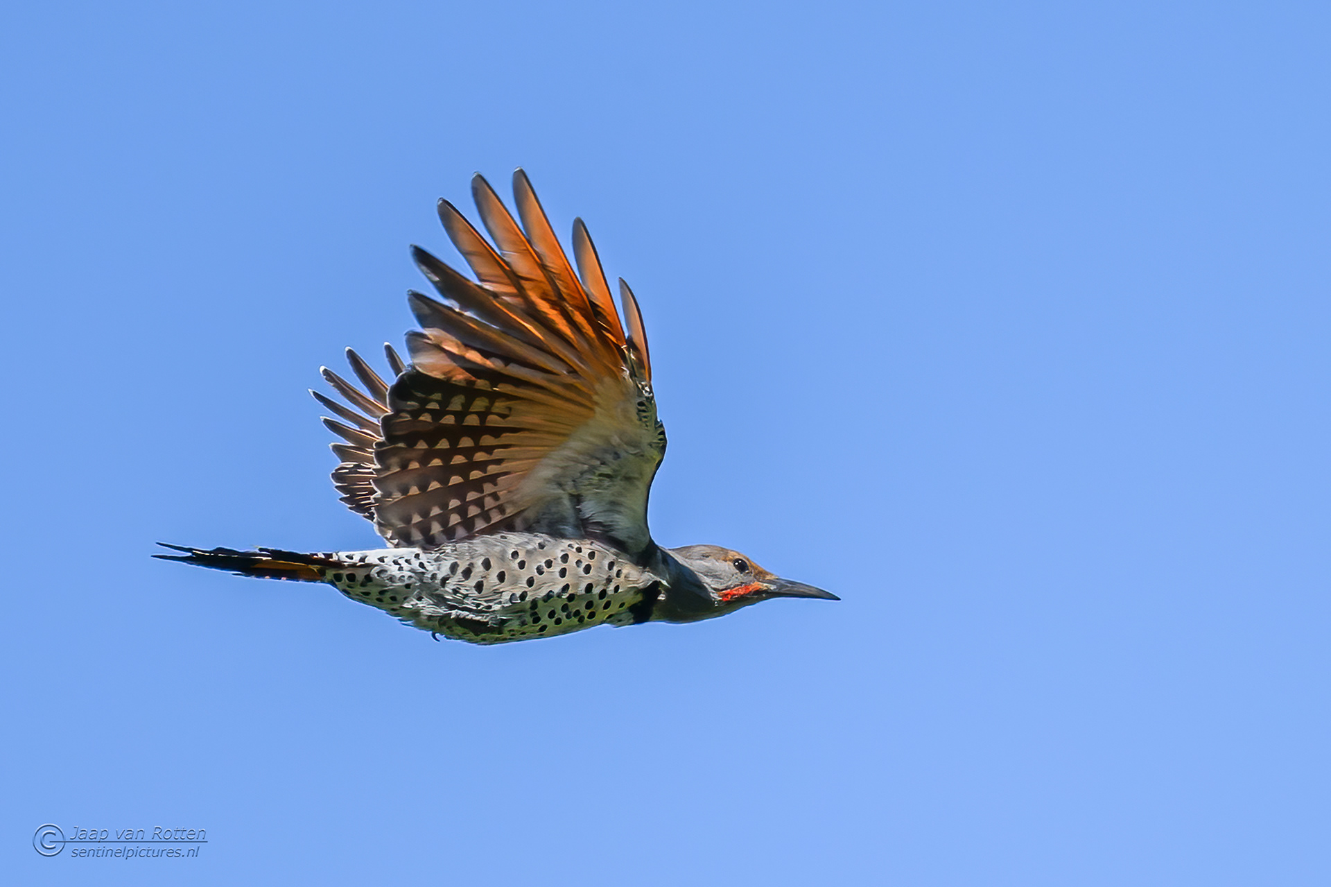 northern flicker