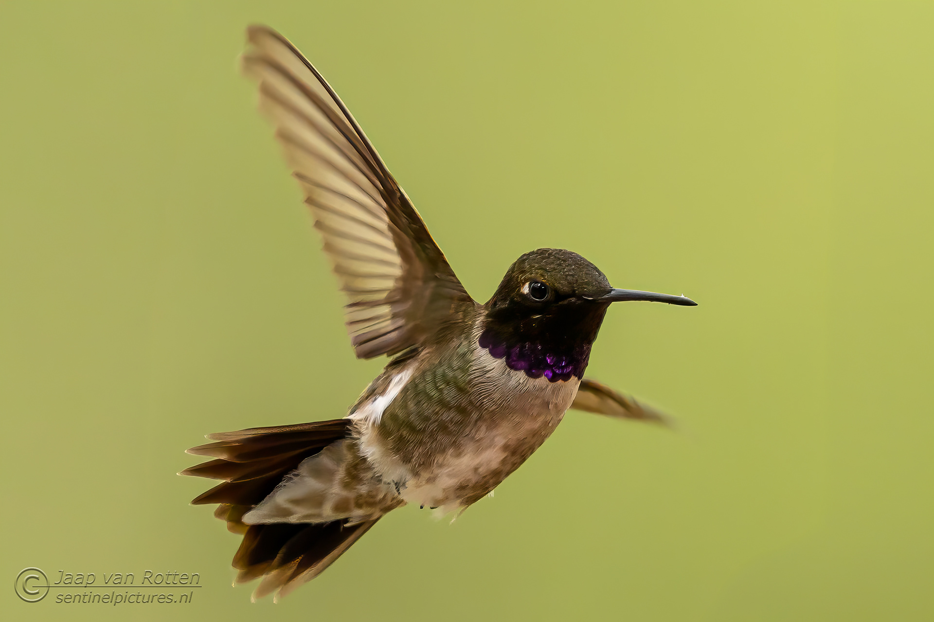 black chinned hummingbird