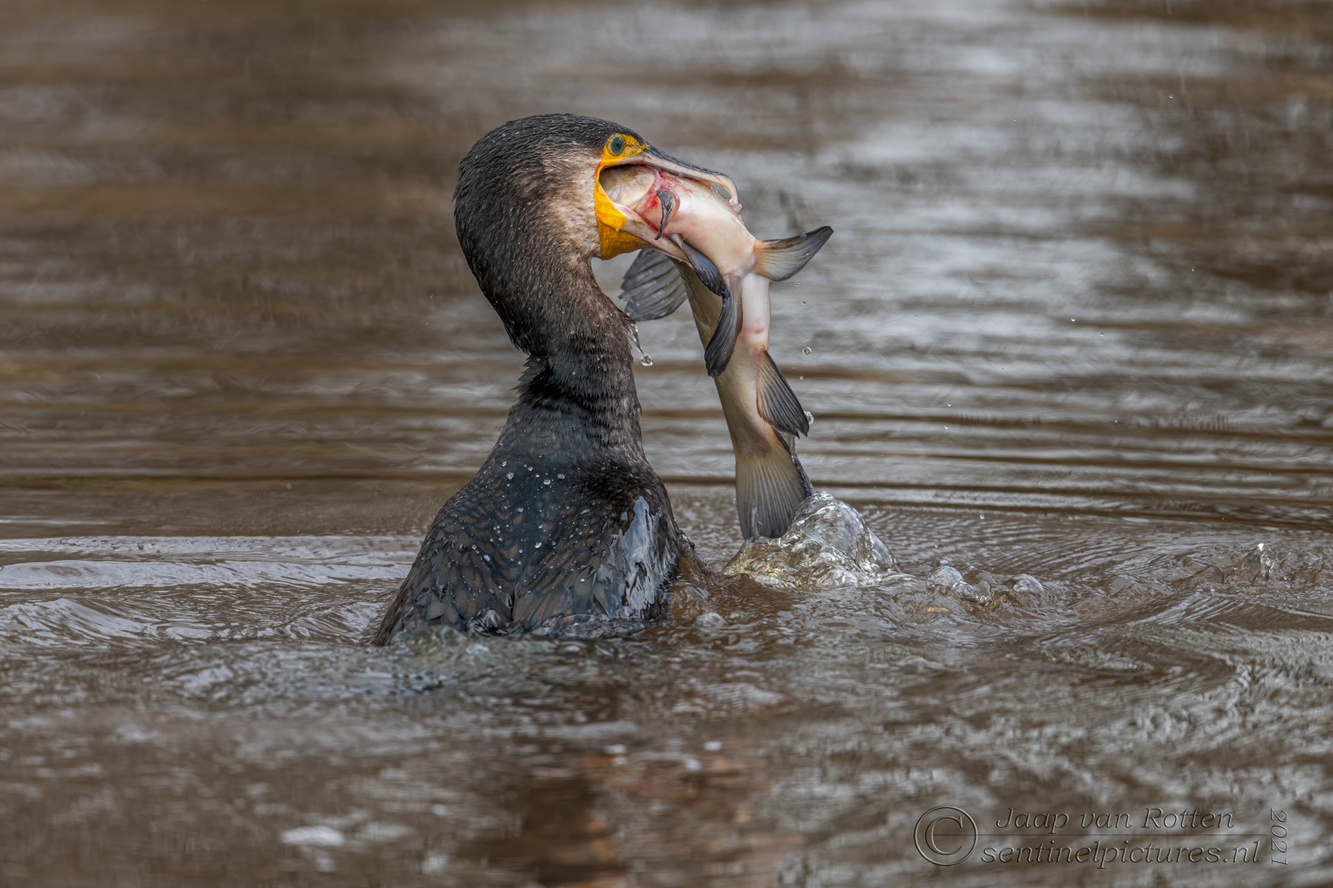 de aalscholver verorbert een zeelt