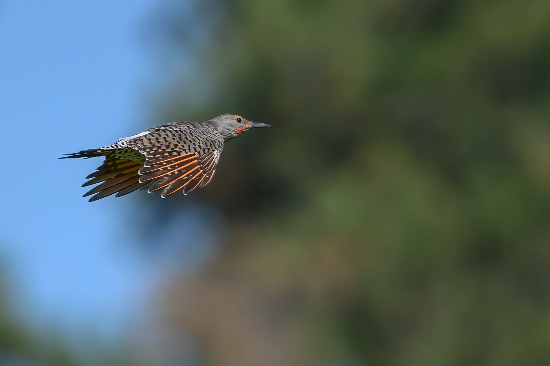 northern flicker