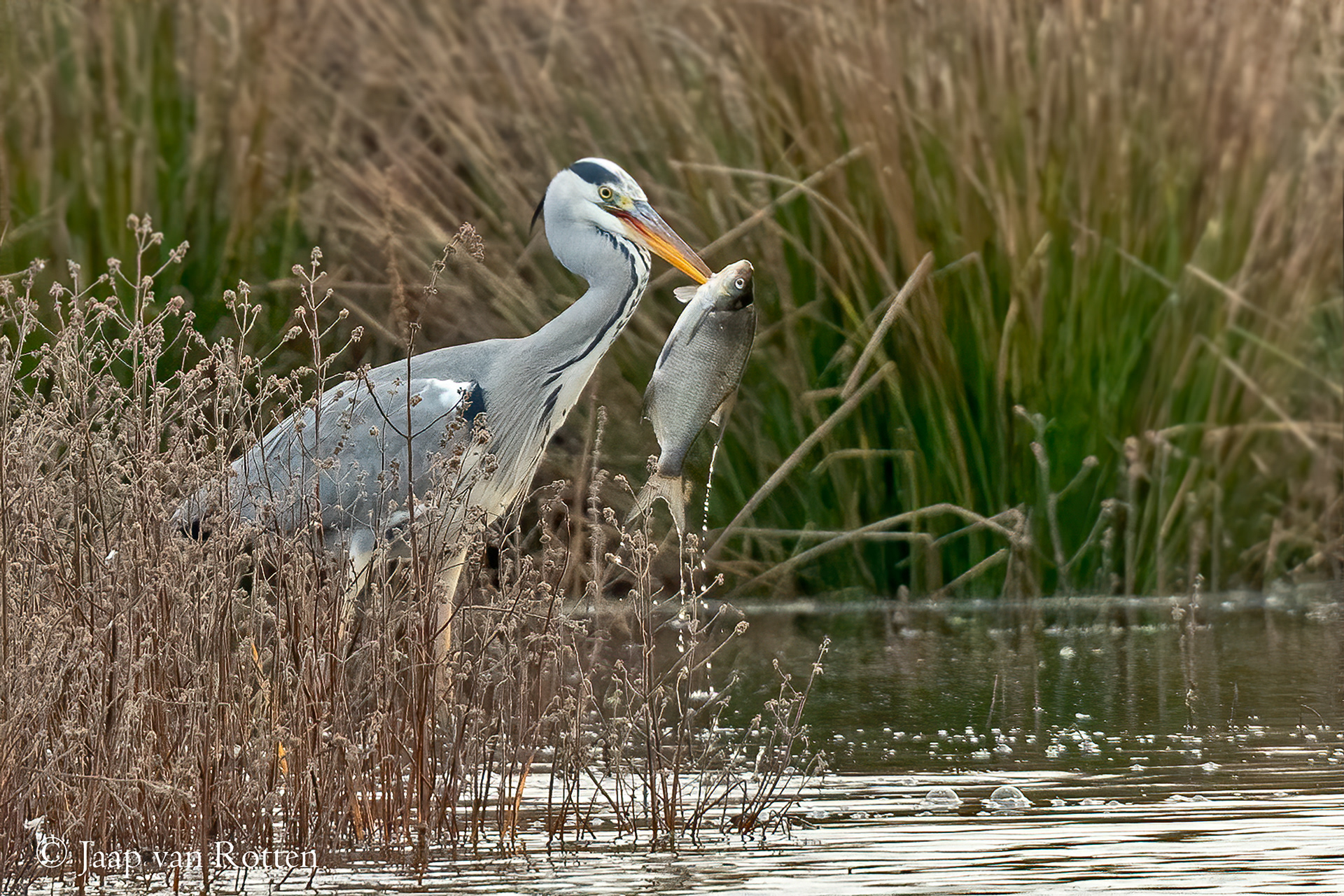Blauwe reiger 
