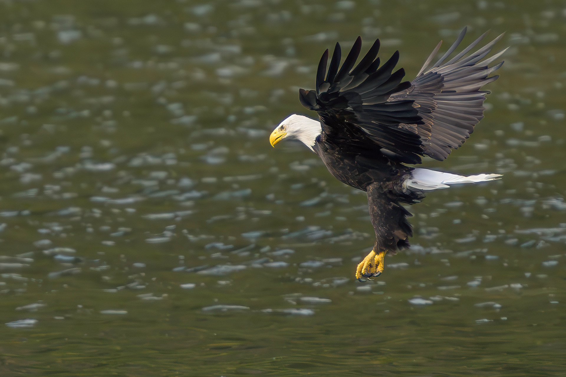 Bald Eagle 