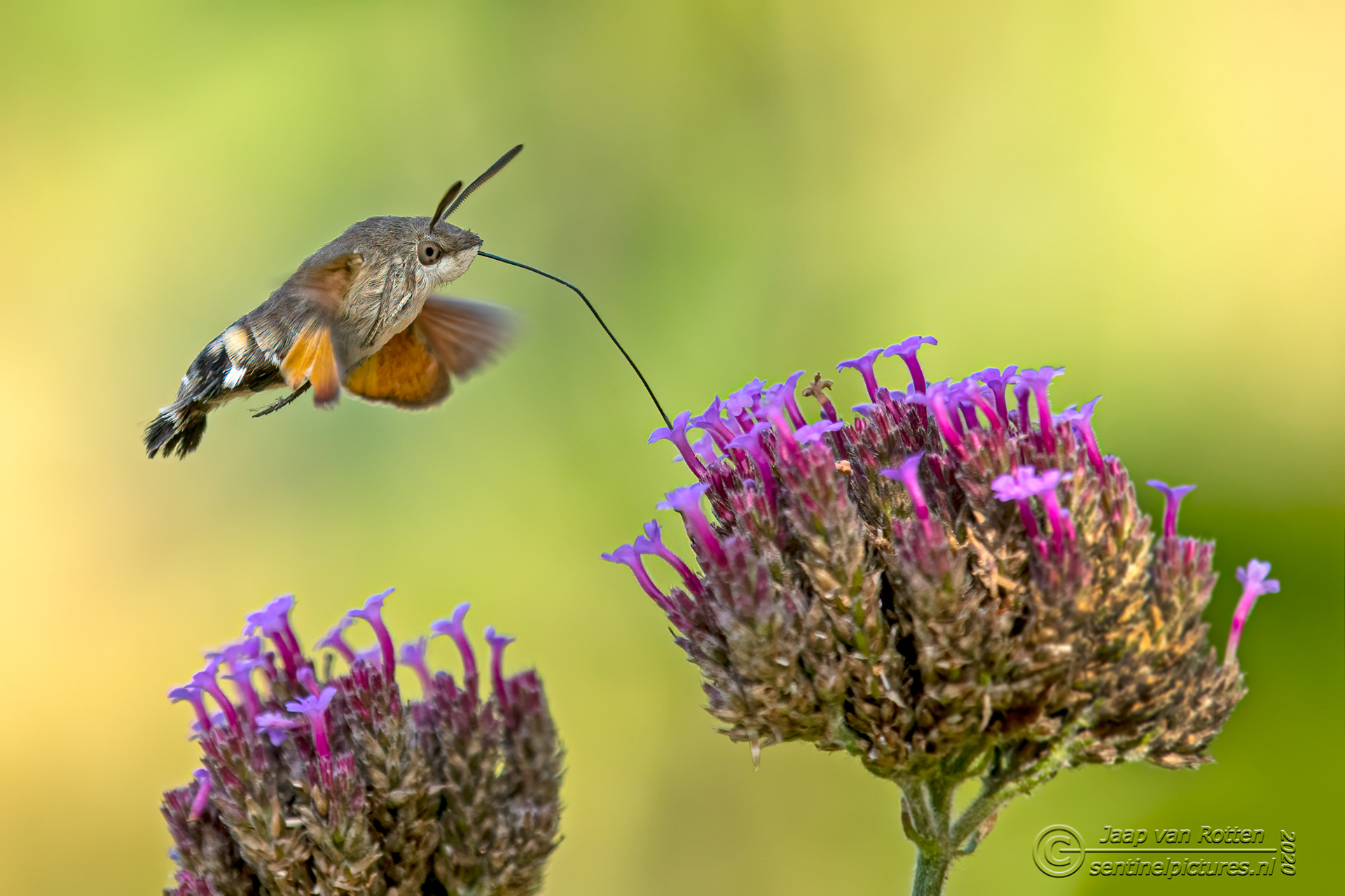 Kolibrievlinder op de verbena