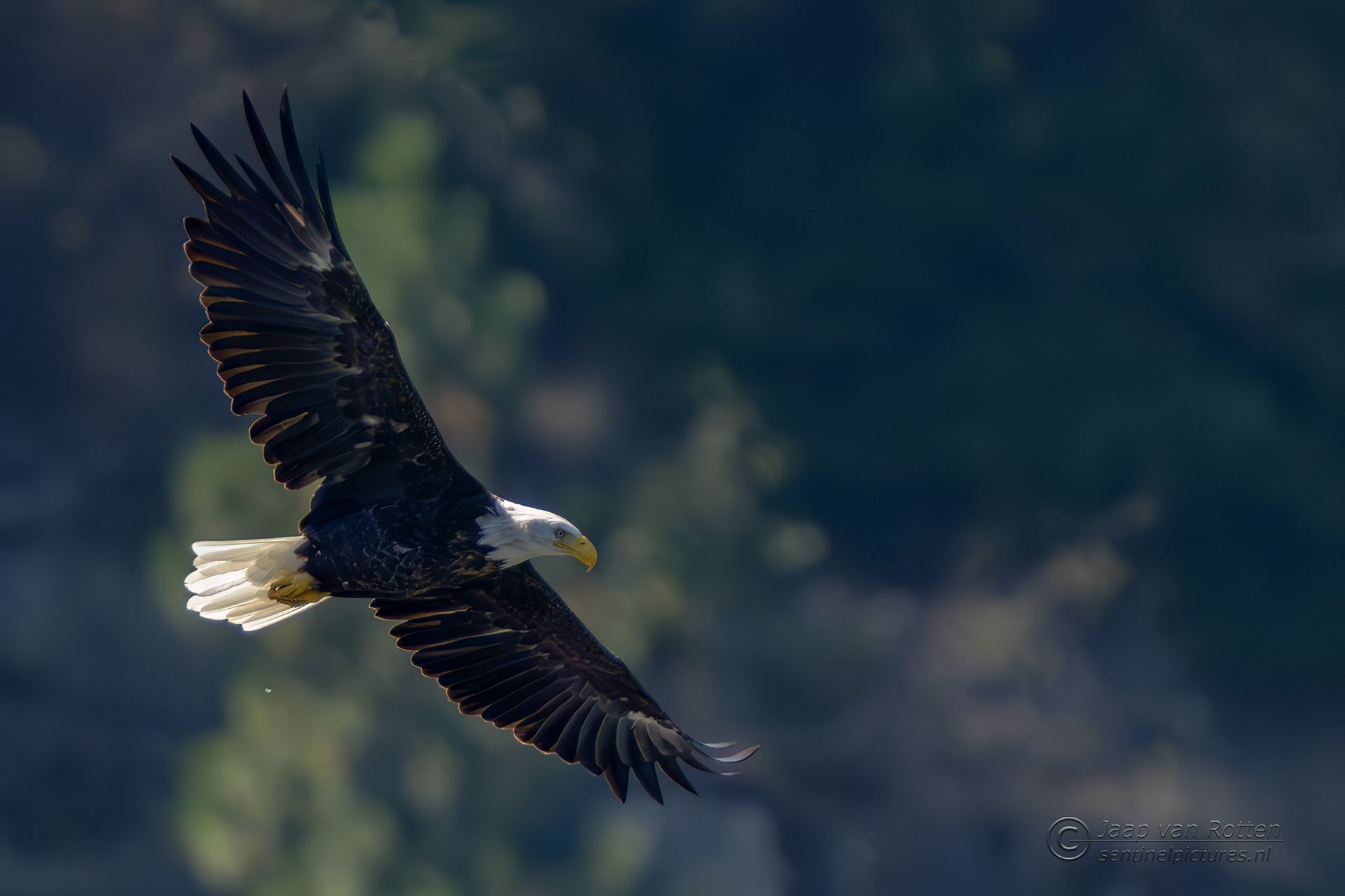 Bald Eagle