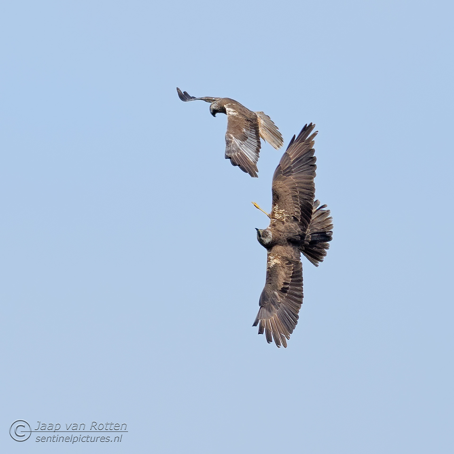 Bruine kiekendief m/v
