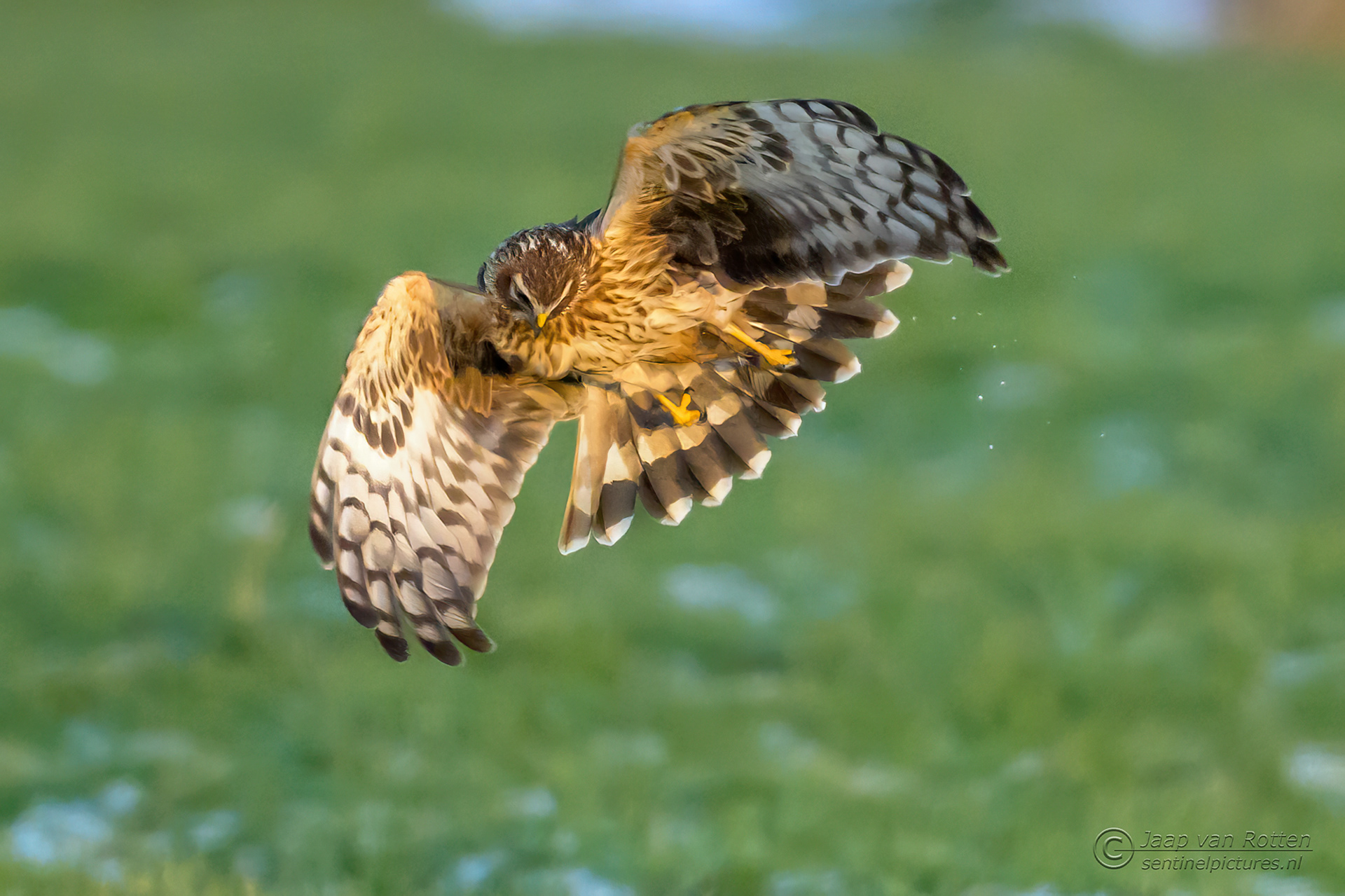 Blauwe kiekendief ♂