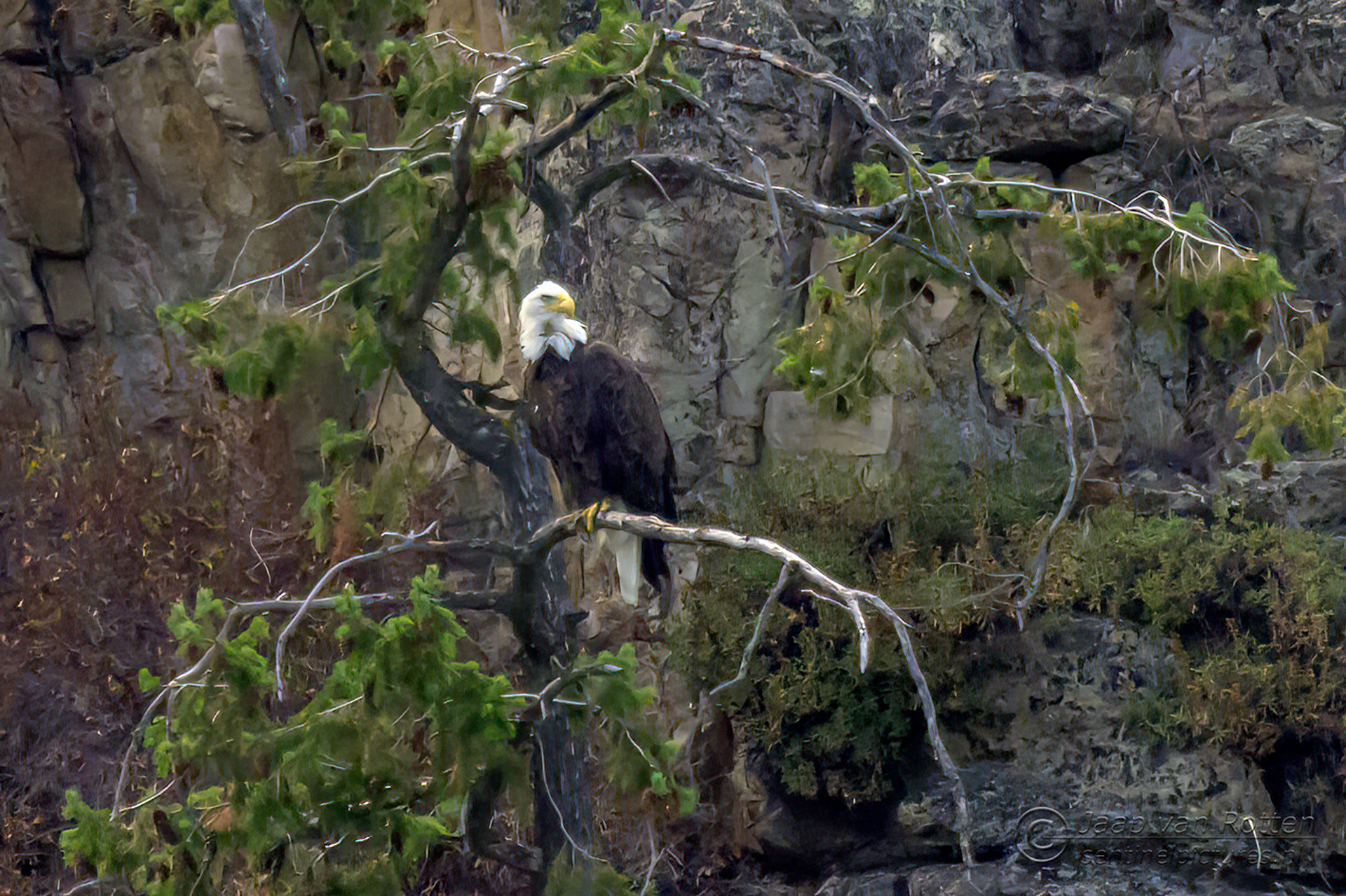Bald Eagle 