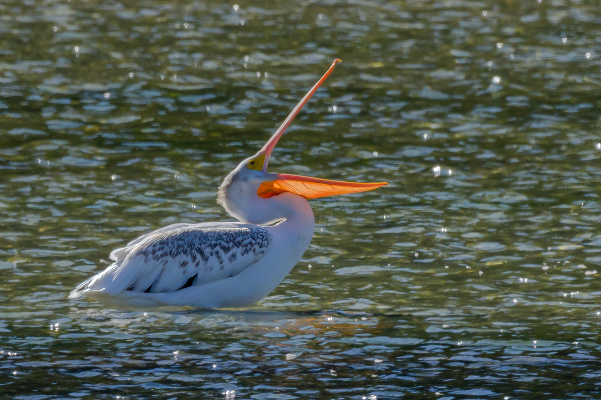 White American Pelican 