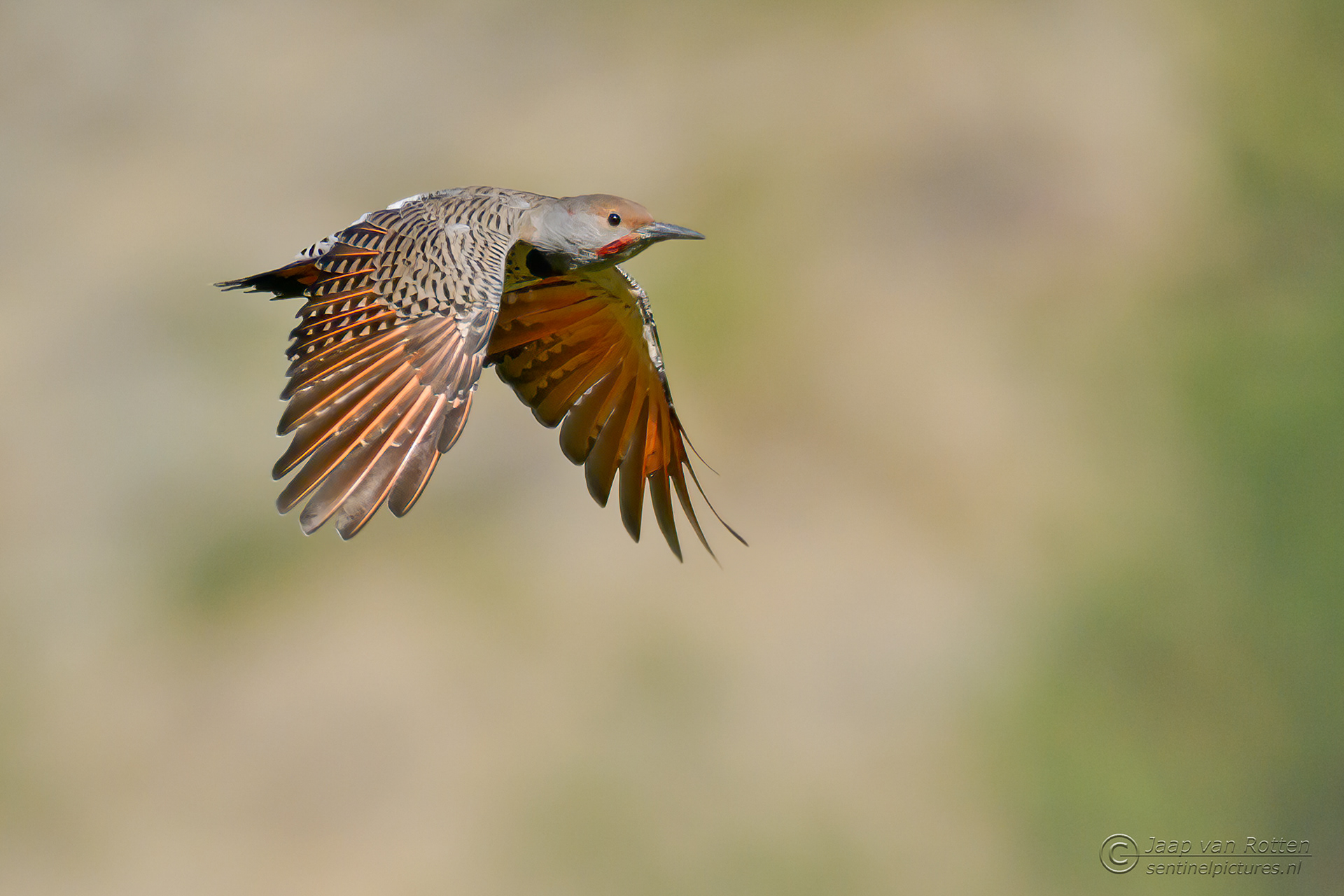 Northern Flicker 