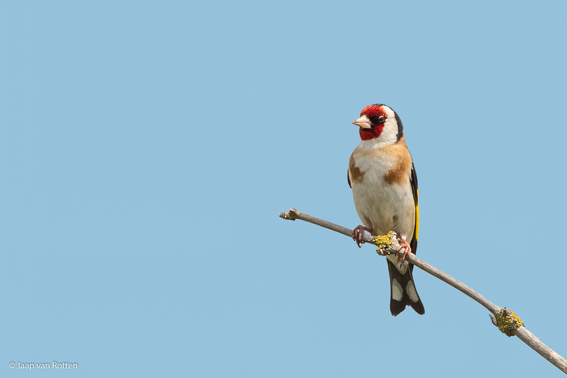 Distelvink ( Putter )