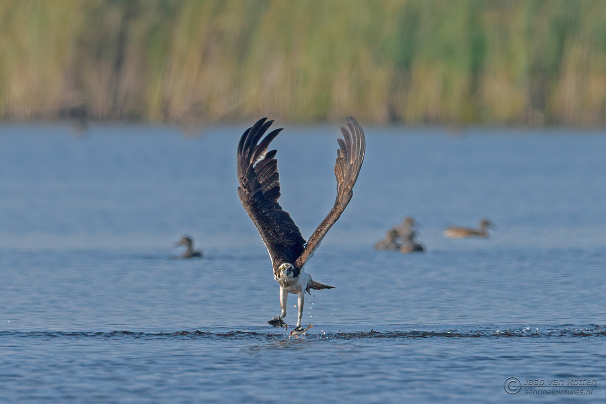 visarend met dubbele prooi