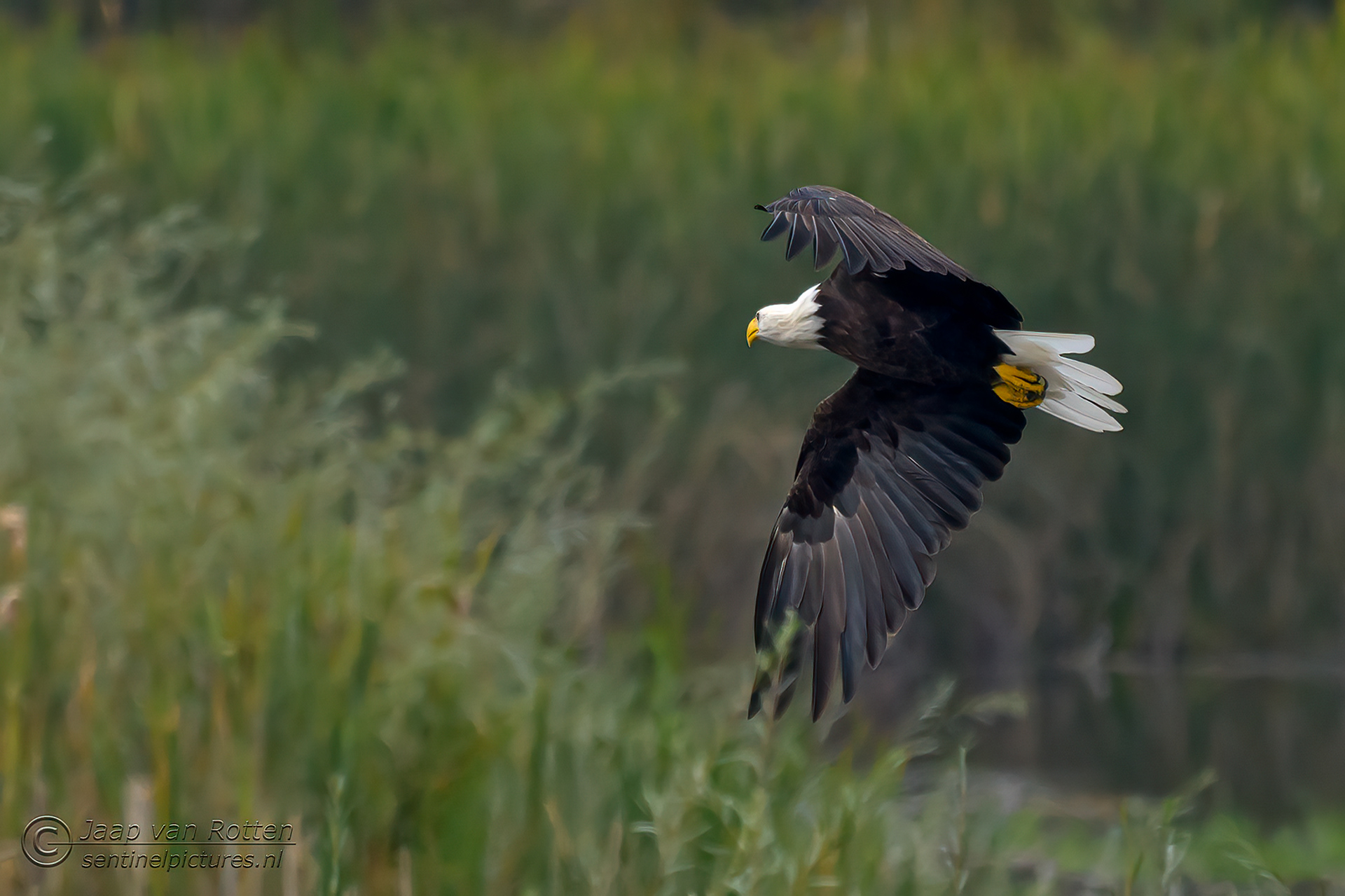Bald Eagle 