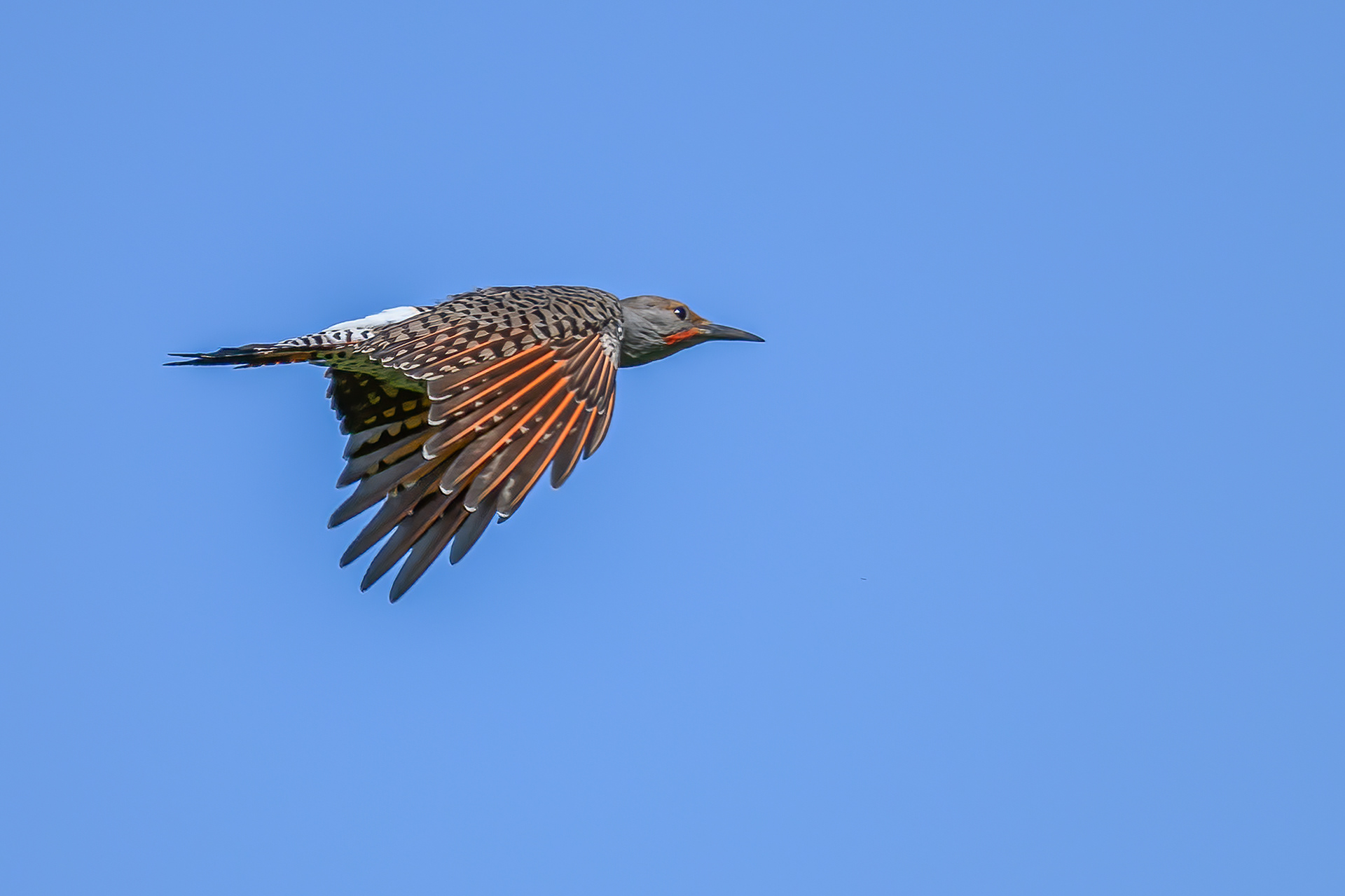 northern flicker