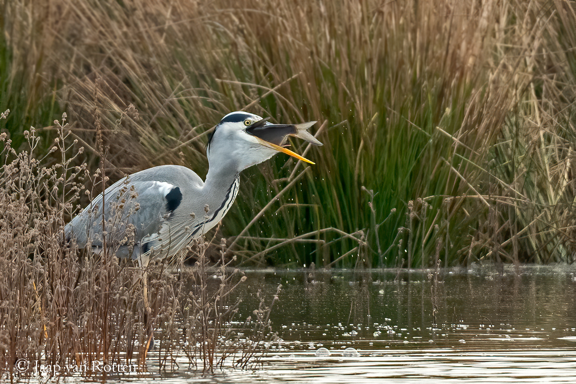 Blauwe reiger 