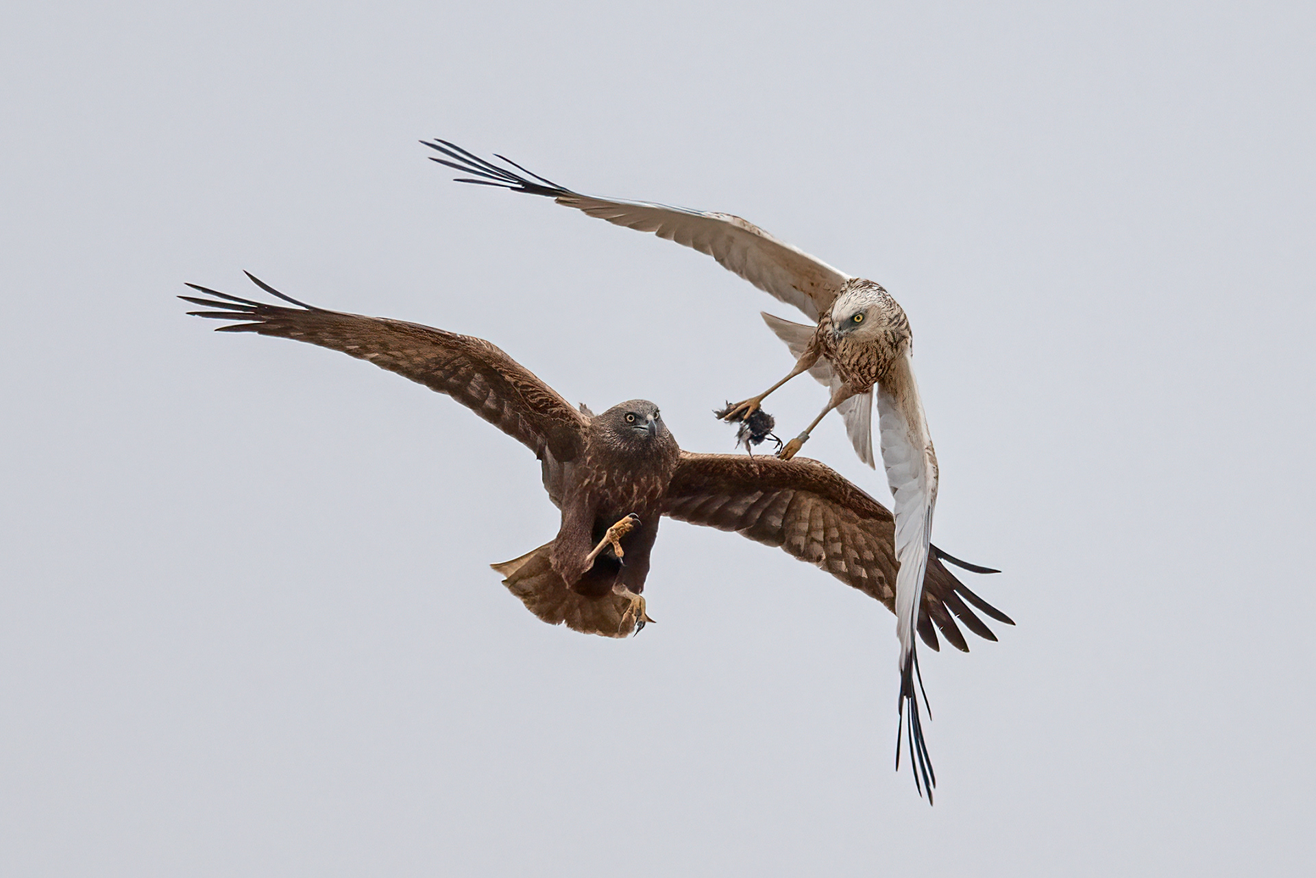 Koppel Bruinekiekendief