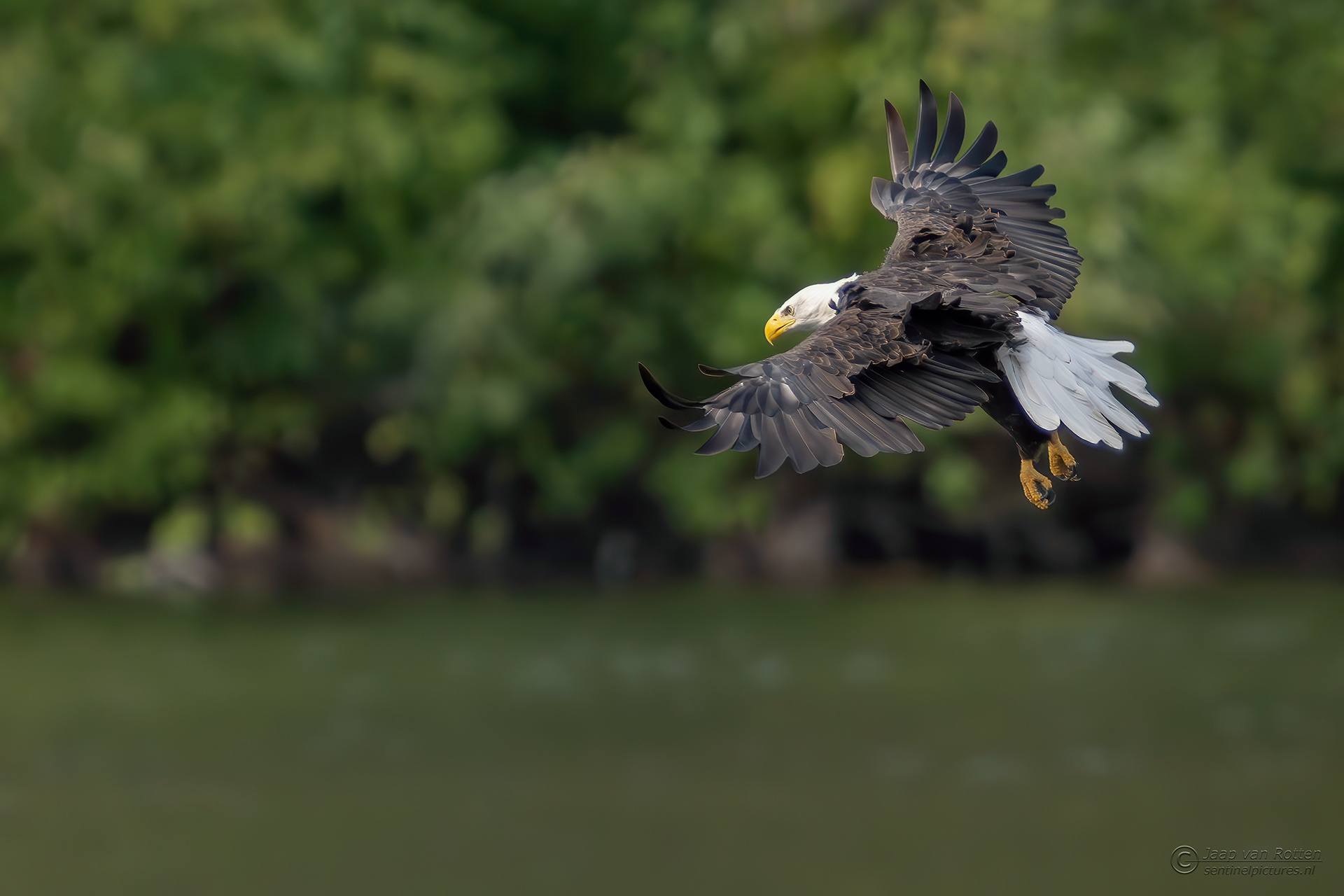 Bald Eagle 