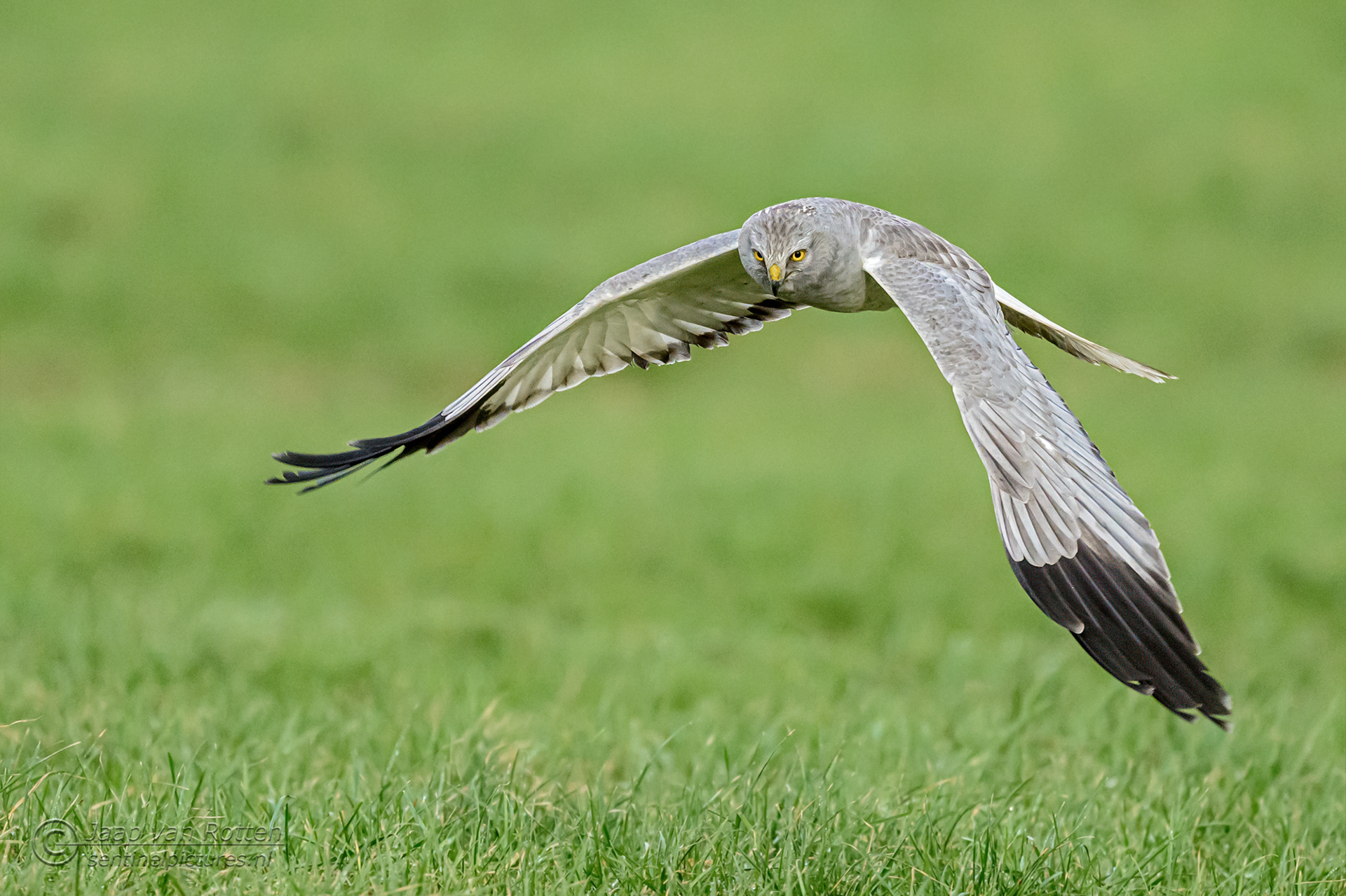 Blauwe kiekendief ♂