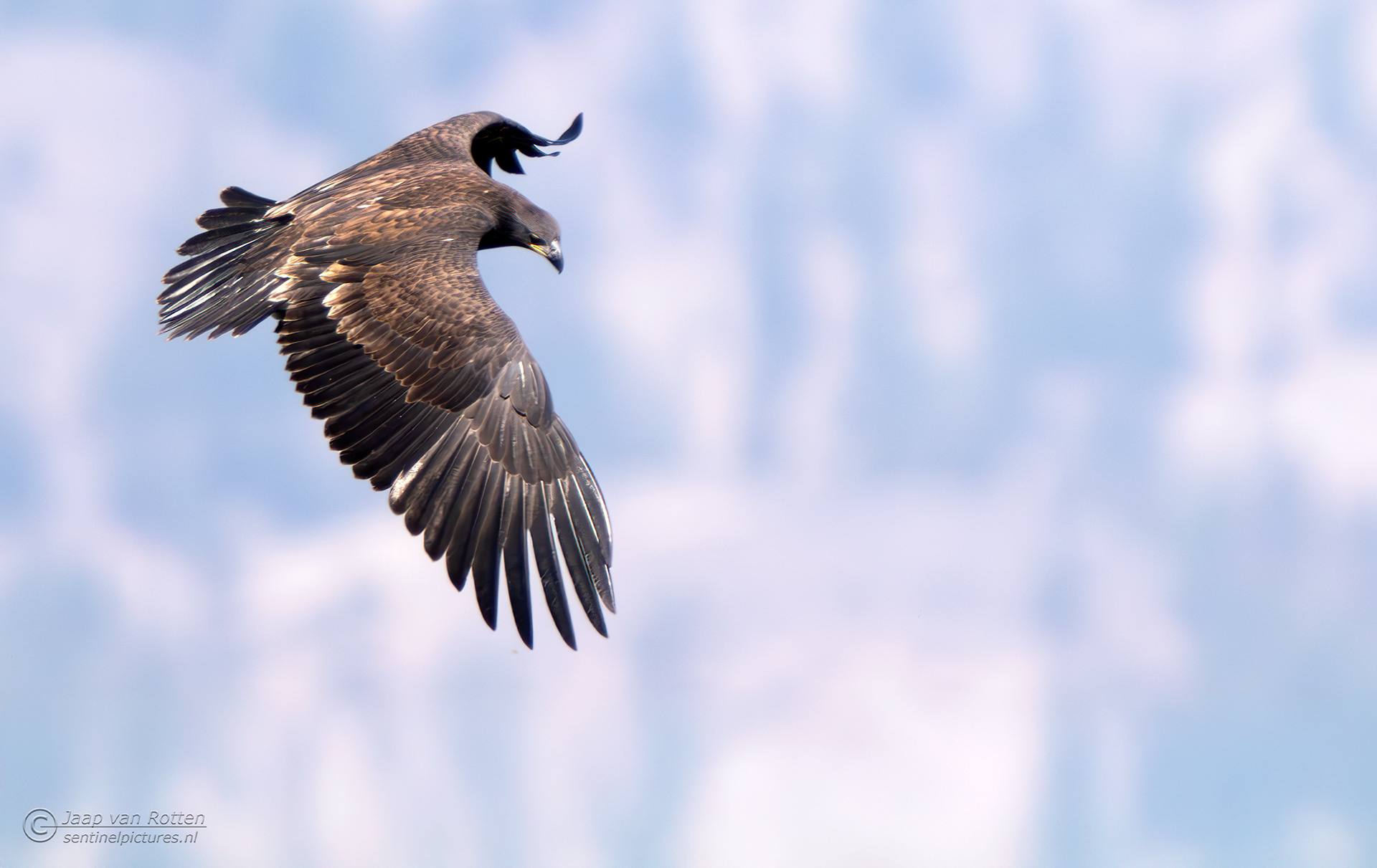 Bald Eagle ( juv )