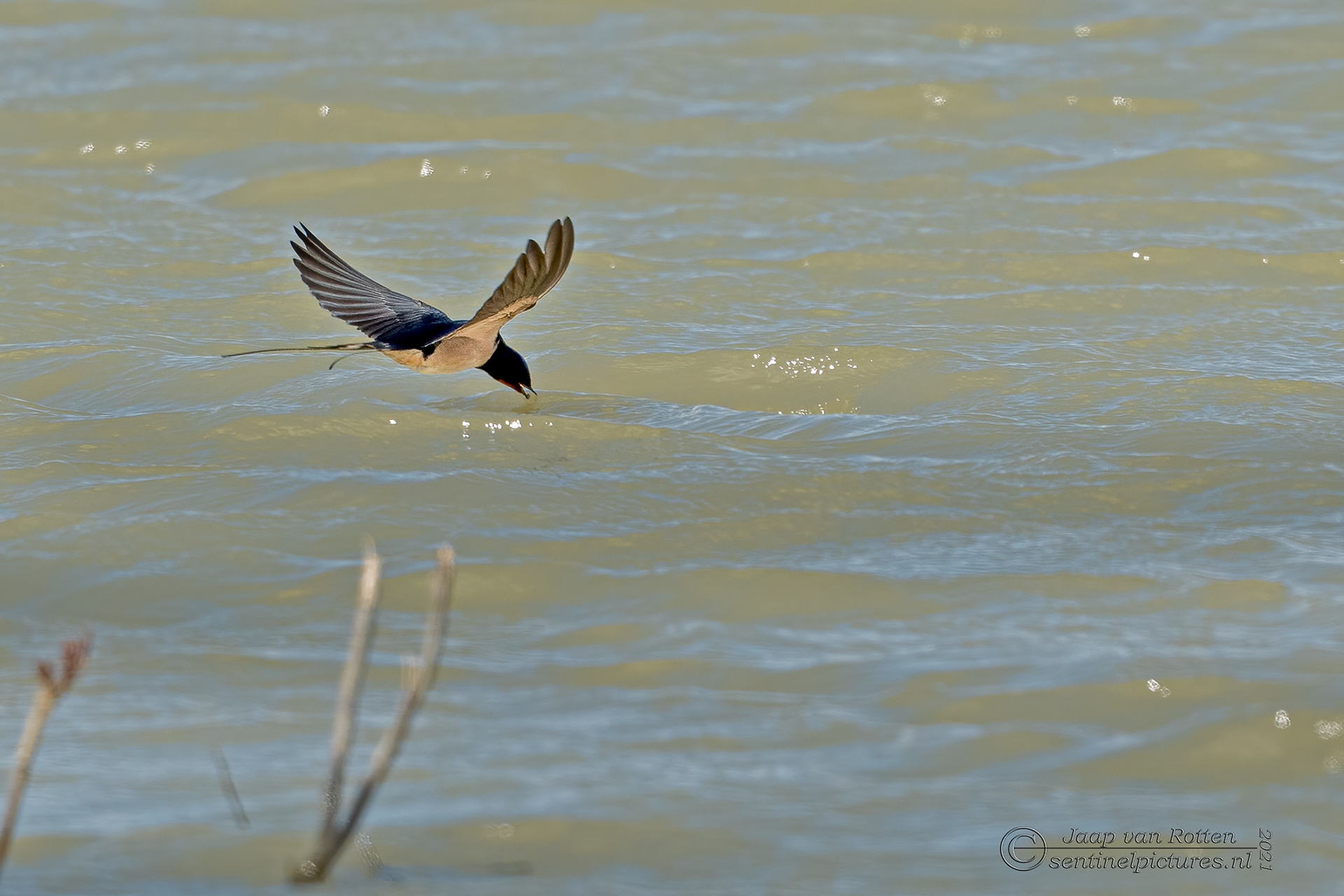 De boerenzwaluw vangt een insect
