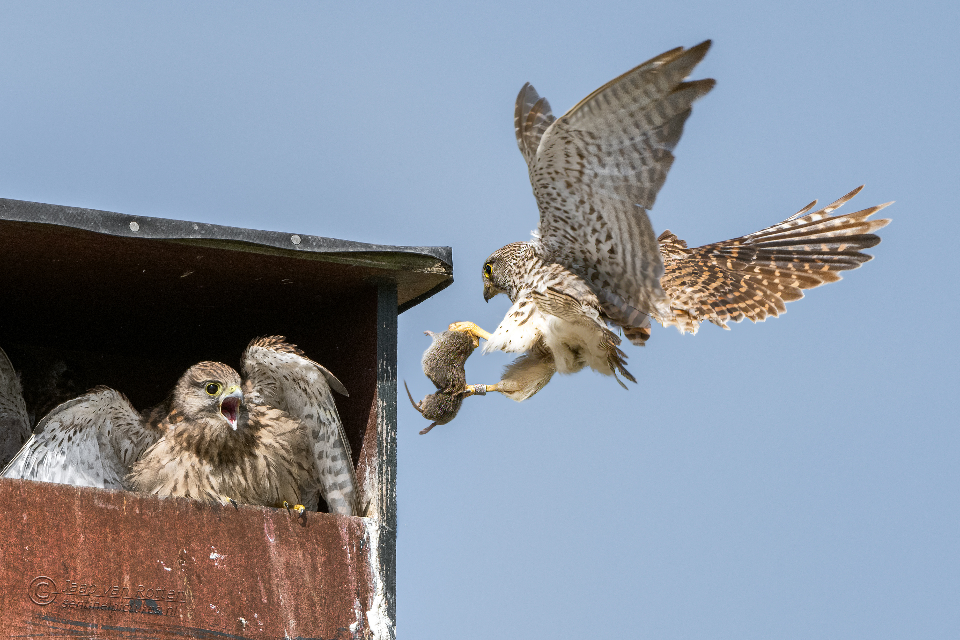 Torenvalk met jongen