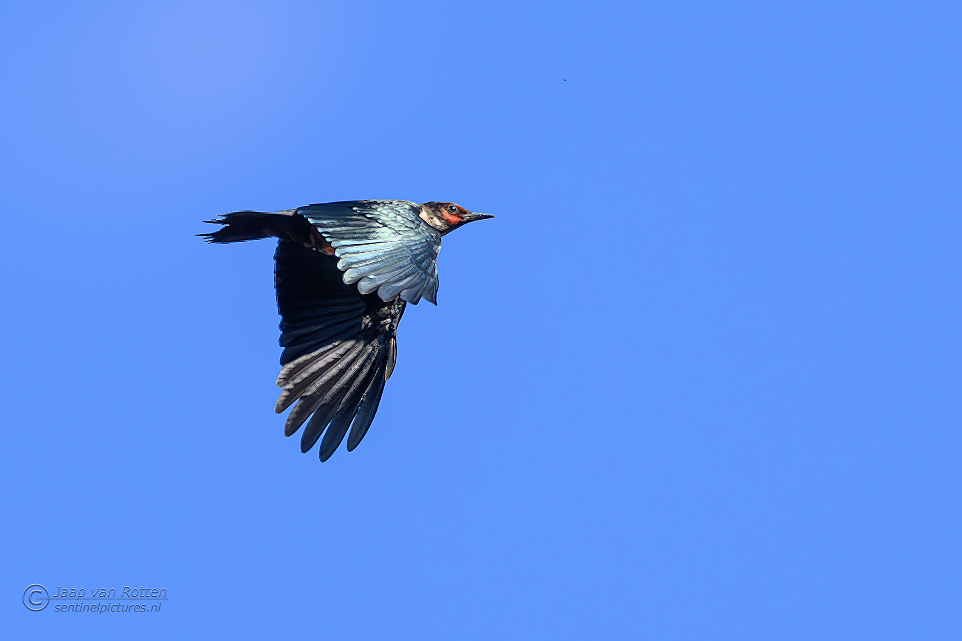 Lewis's woodpecker