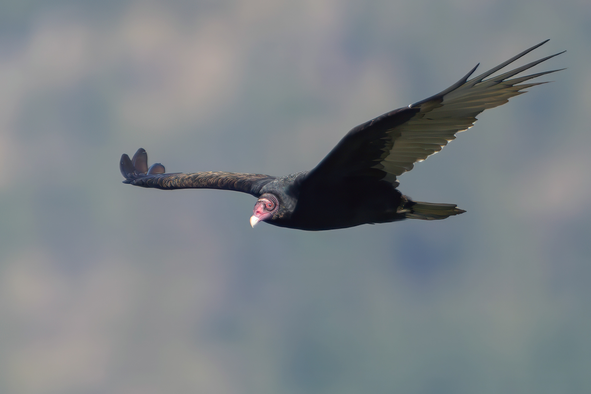 Turkey Vulture