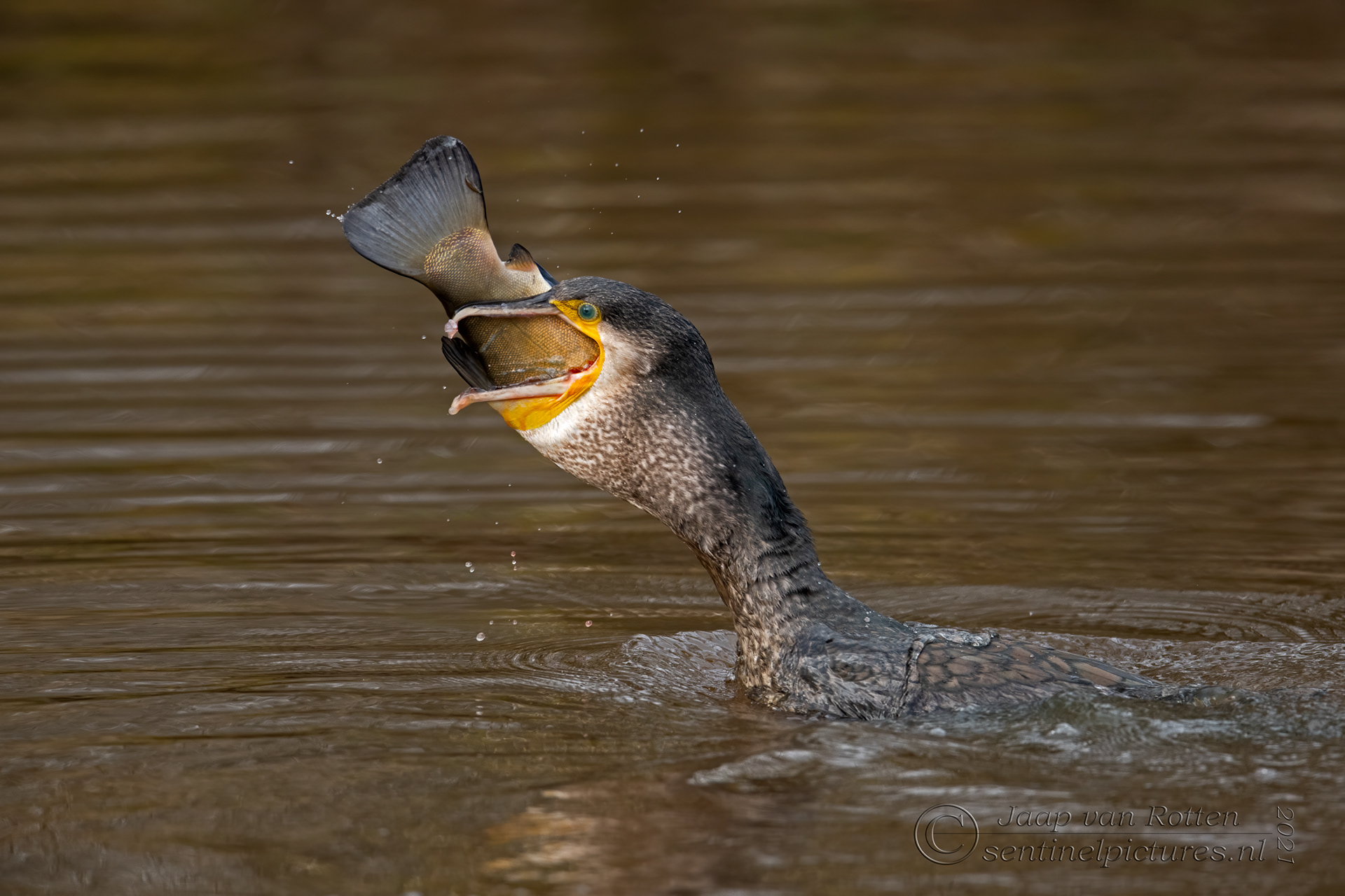 de aalscholver verorbert een zeelt