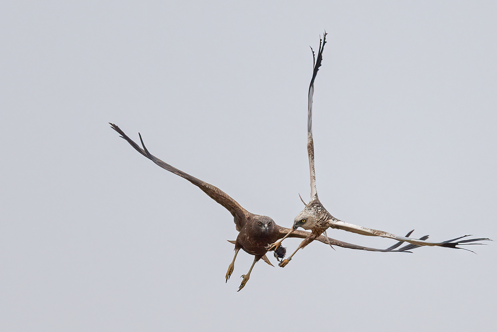 Koppel Bruinekiekendief
